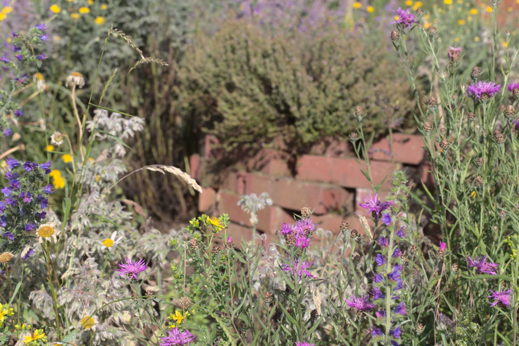 Lokation: Deutschland | Nordrhein-Westfalen | Heinsberg | Wassenberg Kategorien: Naturgarten, Magerbeet, Hortus rusticus, Landhausgarten, Datum: 18.06.2020