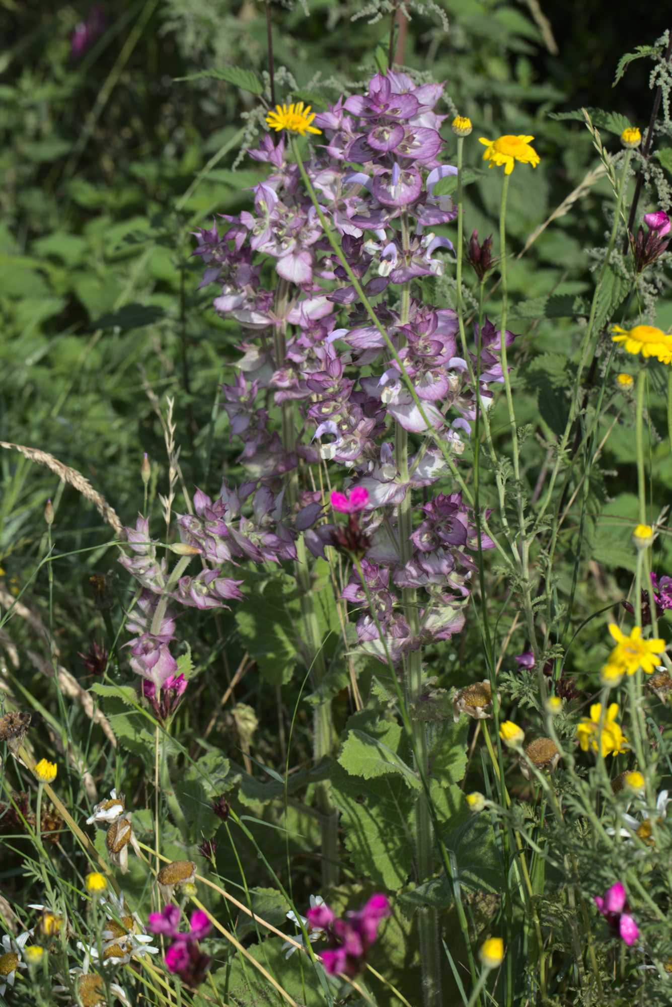 Lokation: Deutschland | Nordrhein-Westfalen | Heinsberg | Wassenberg Kategorien: Naturgarten, Magerbeet, Hortus rusticus, Landhausgarten, Datum: 18.06.2020