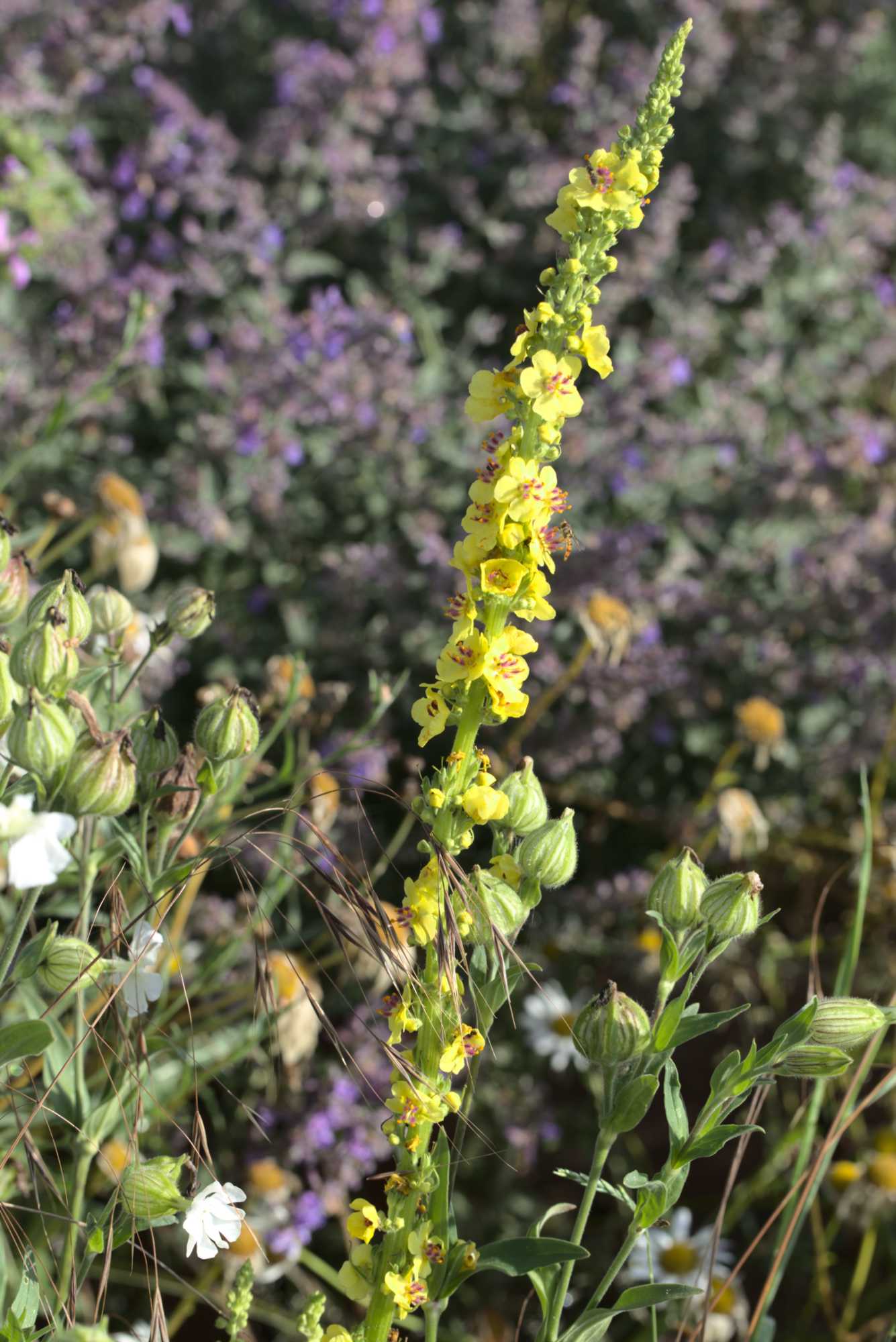 Lokation: Deutschland | Nordrhein-Westfalen | Heinsberg | Wassenberg Kategorien: Naturgarten, Magerbeet, Hortus rusticus, Landhausgarten, Datum: 18.06.2020