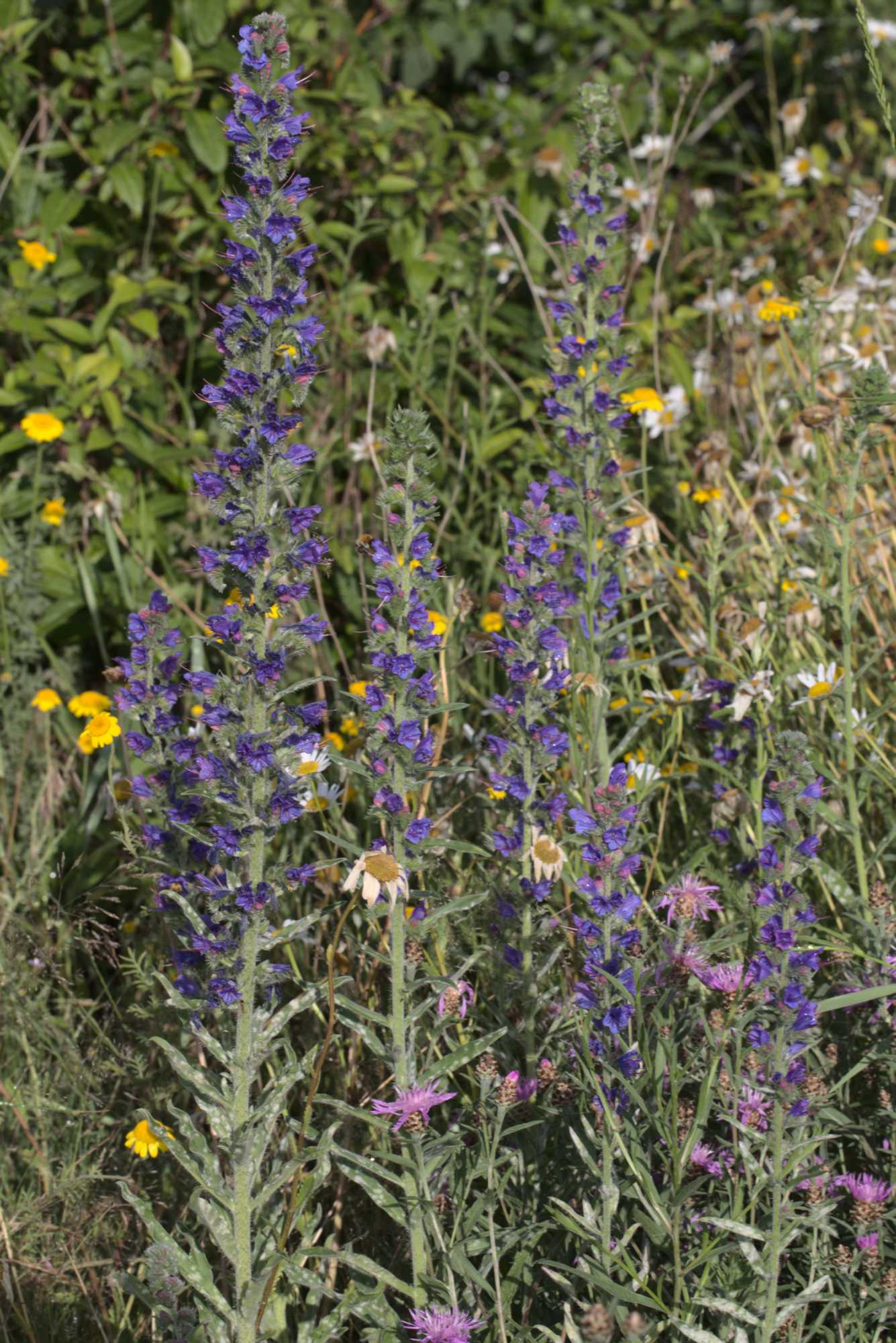 Lokation: Deutschland | Nordrhein-Westfalen | Heinsberg | Wassenberg Kategorien: Naturgarten, Magerbeet, Hortus rusticus, Landhausgarten, Datum: 18.06.2020