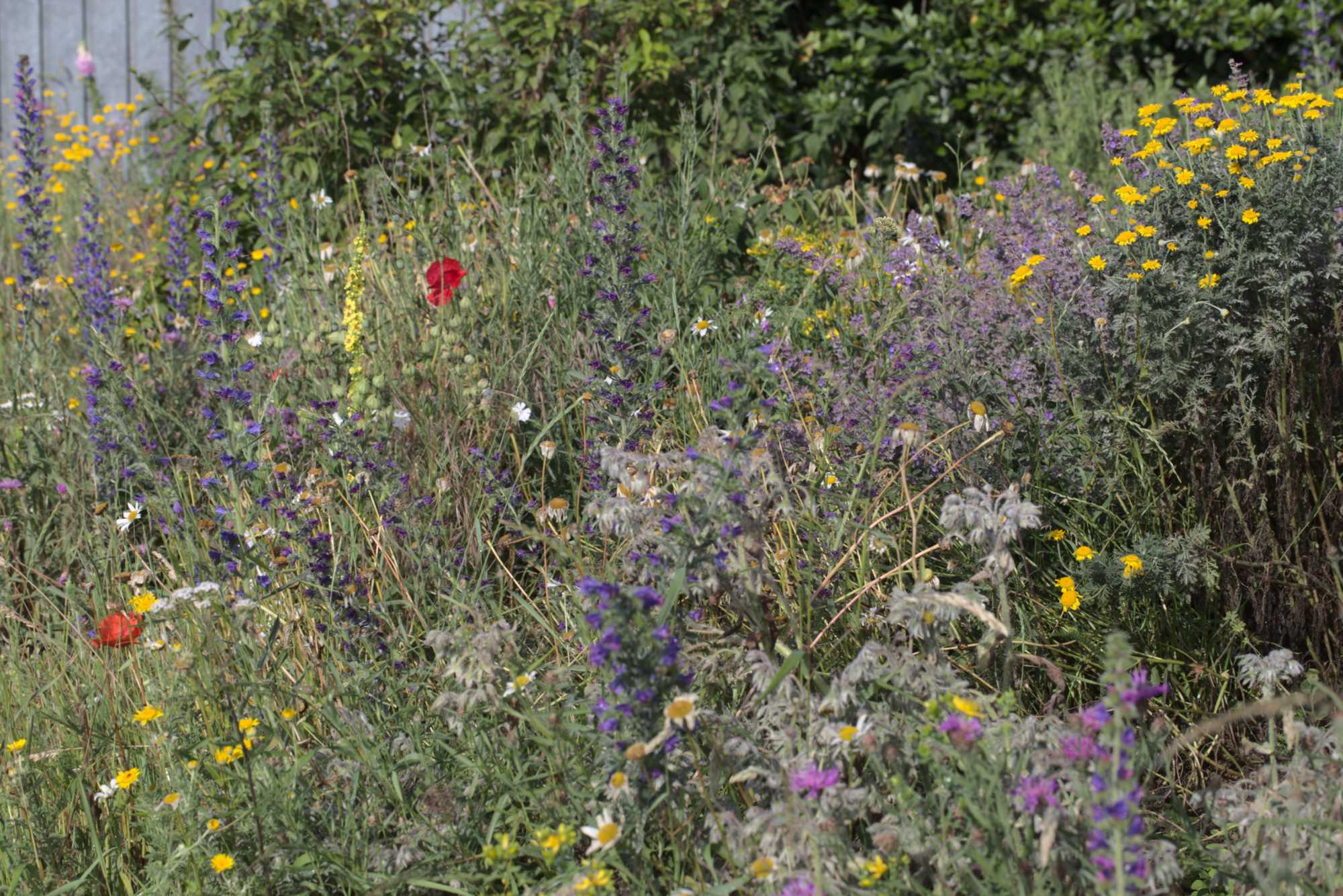 Lokation: Deutschland | Nordrhein-Westfalen | Heinsberg | Wassenberg Kategorien: Naturgarten, Magerbeet, Hortus rusticus, Landhausgarten, Datum: 18.06.2020