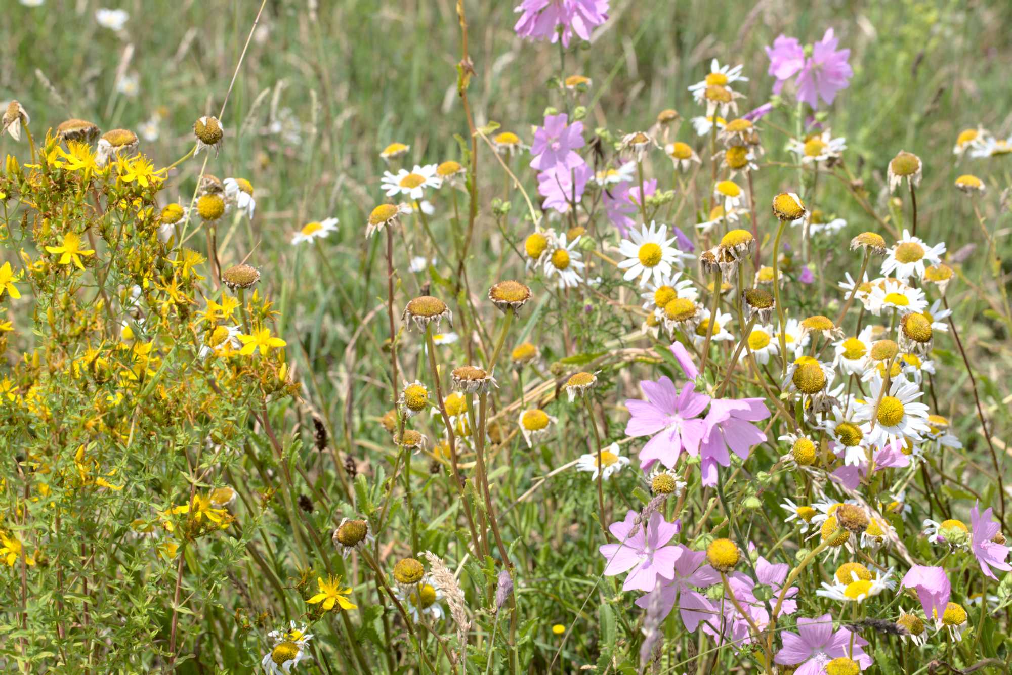 Lokation: Deutschland | Nordrhein-Westfalen | Heinsberg | Wassenberg Kategorien: Naturgarten, Wiese, Hortus rusticus, Landhausgarten, Datum: 18.06.2020