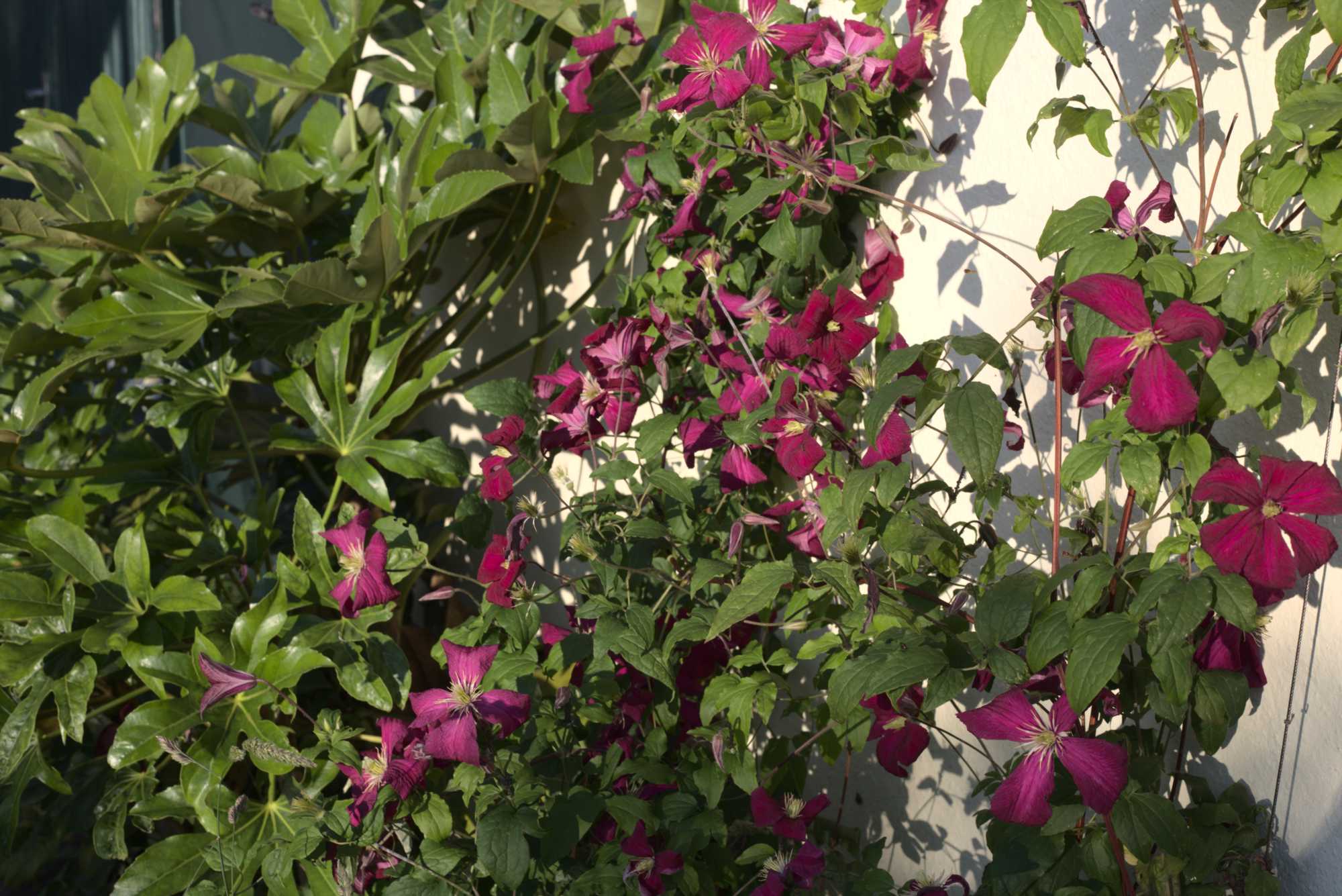 Lokation: Deutschland | Nordrhein-Westfalen | Heinsberg | Wassenberg Kategorien: Naturgarten, Kletterpflanzen, Hortus rusticus, Landhausgarten, Datum: 20.06.2020