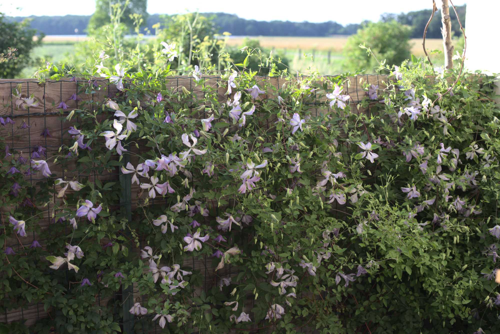 Lokation: Deutschland | Nordrhein-Westfalen | Heinsberg | Wassenberg Kategorien: Naturgarten, Kletterpflanzen, Hortus rusticus, Landhausgarten, Datum: 20.06.2020
