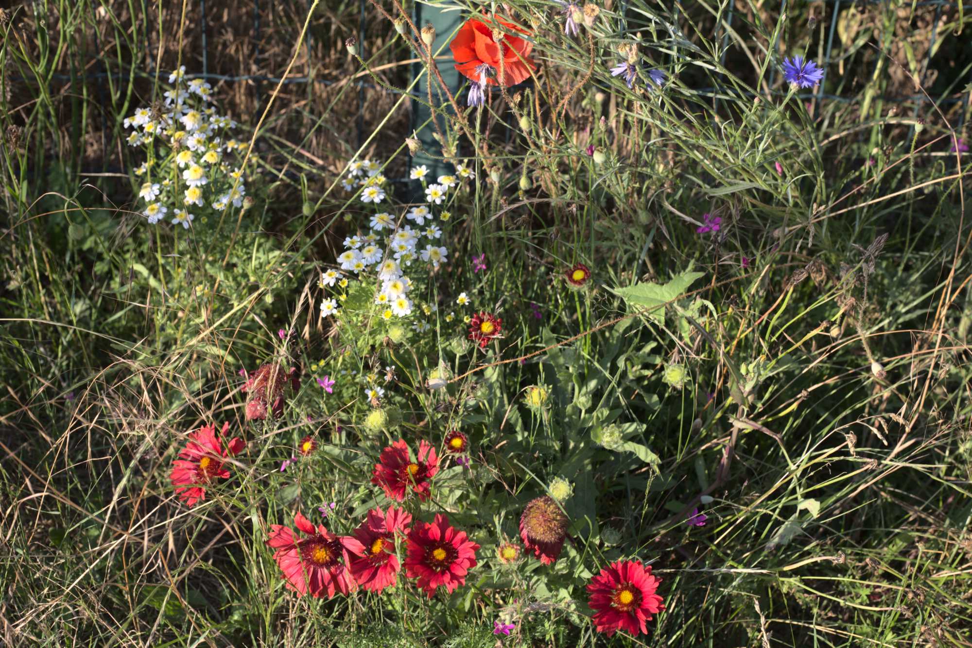 Lokation: Deutschland | Nordrhein-Westfalen | Heinsberg | Wassenberg Kategorien: Naturgarten, Magerbeet, Hortus rusticus, Landhausgarten, Datum: 20.06.2020
