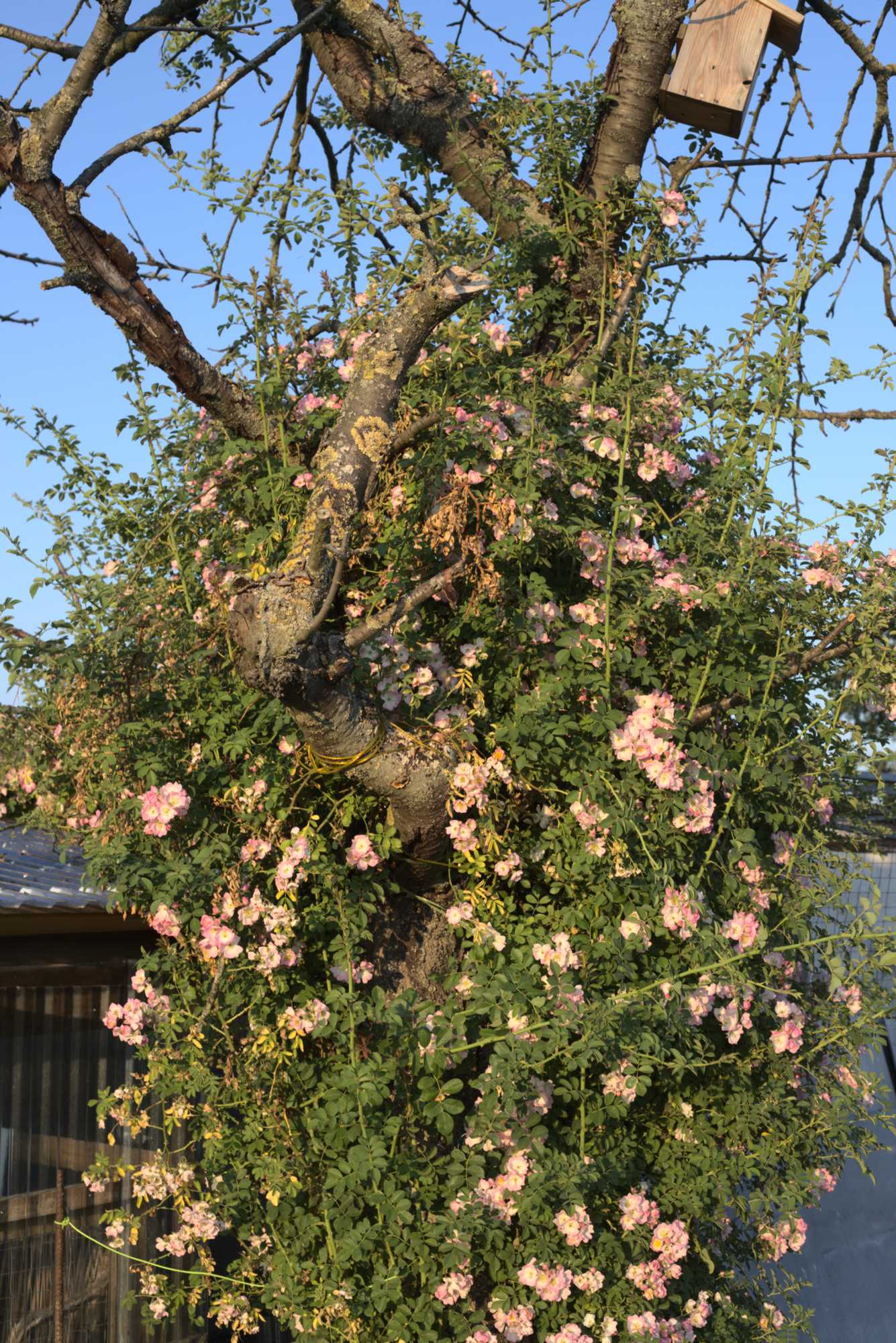Lokation: Deutschland | Nordrhein-Westfalen | Heinsberg | Wassenberg Kategorien: Naturgarten, Kletterpflanzen, Hortus rusticus, Landhausgarten, Rosen, Datum: 20.06.2020