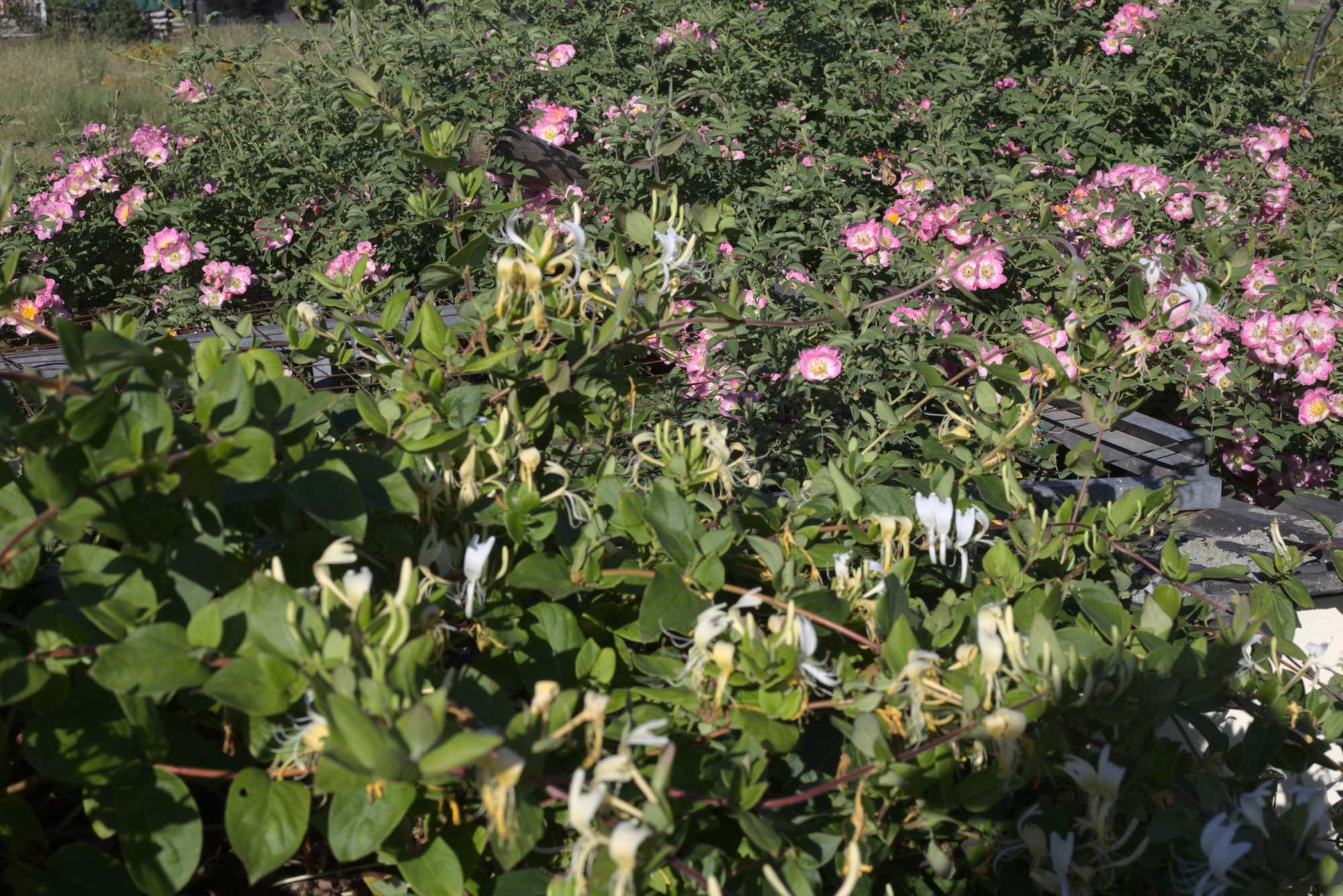 Lokation: Deutschland | Nordrhein-Westfalen | Heinsberg | Wassenberg Kategorien: Naturgarten, Kletterpflanzen, Hortus rusticus, Landhausgarten, Rosen, Datum: 21.06.2020