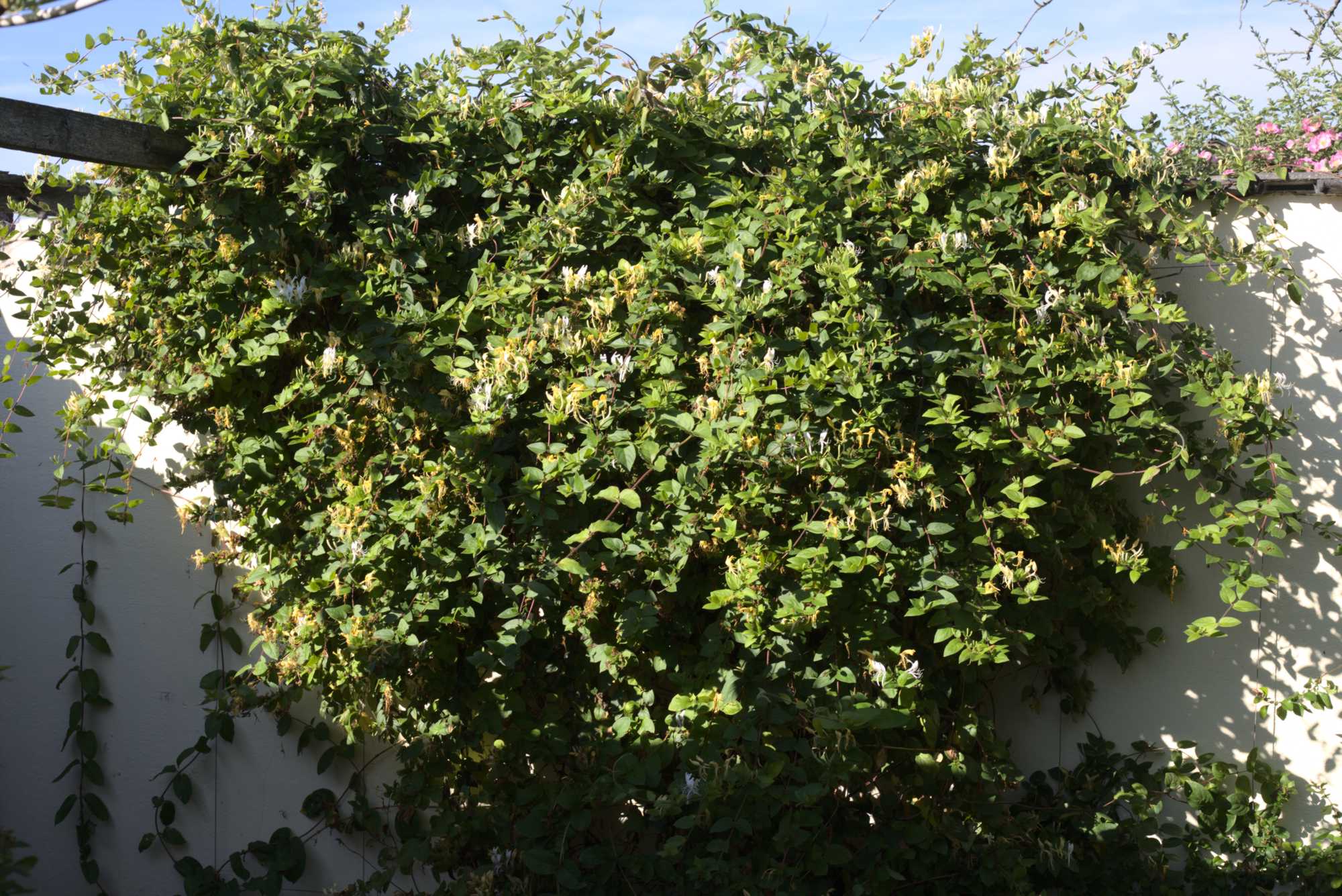 Lokation: Deutschland | Nordrhein-Westfalen | Heinsberg | Wassenberg Kategorien: Naturgarten, Kletterpflanzen, Hortus rusticus, Landhausgarten, Datum: 21.06.2020