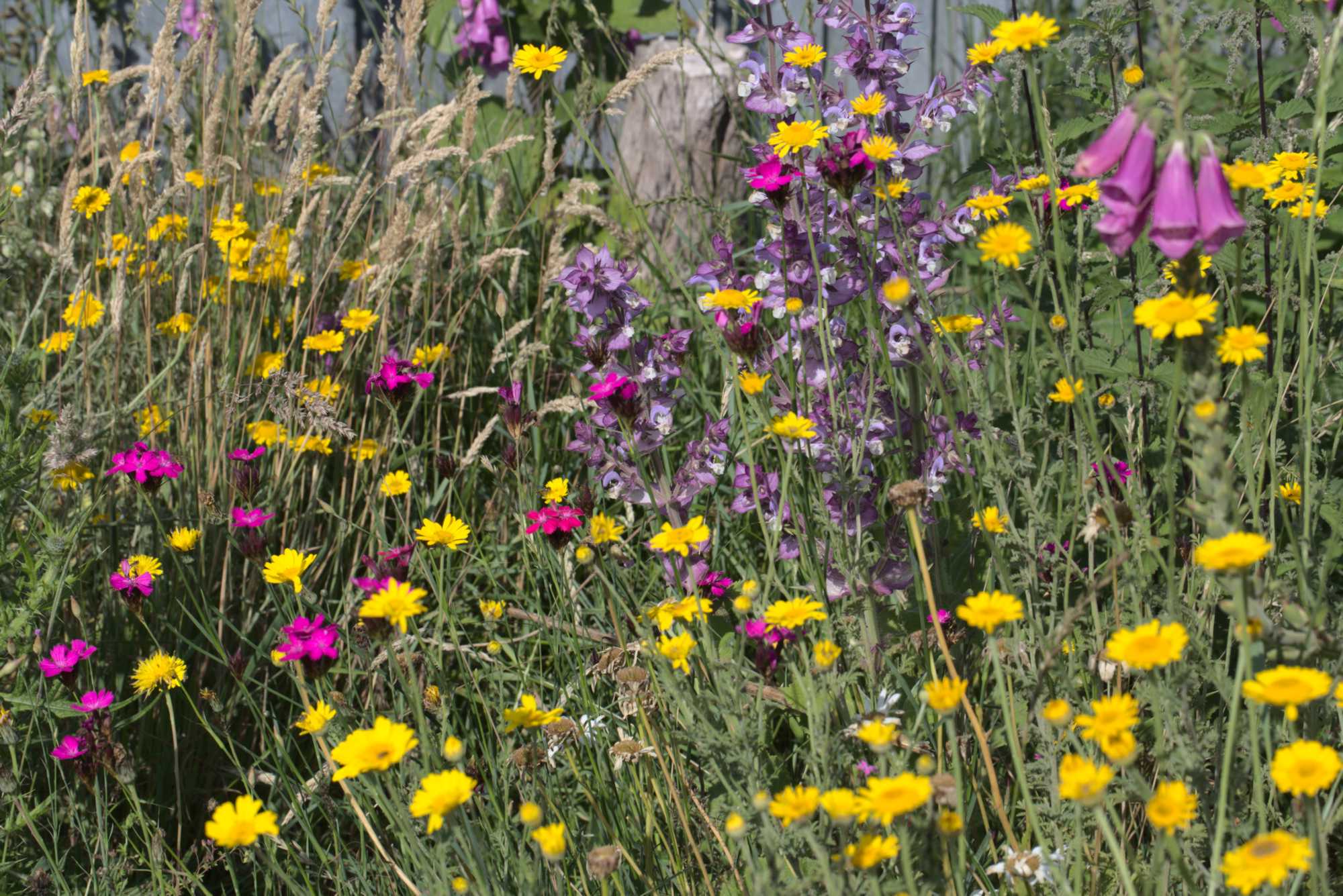 Lokation: Deutschland | Nordrhein-Westfalen | Heinsberg | Wassenberg Kategorien: Naturgarten, Magerbeet, Hortus rusticus, Landhausgarten, Datum: 21.06.2020