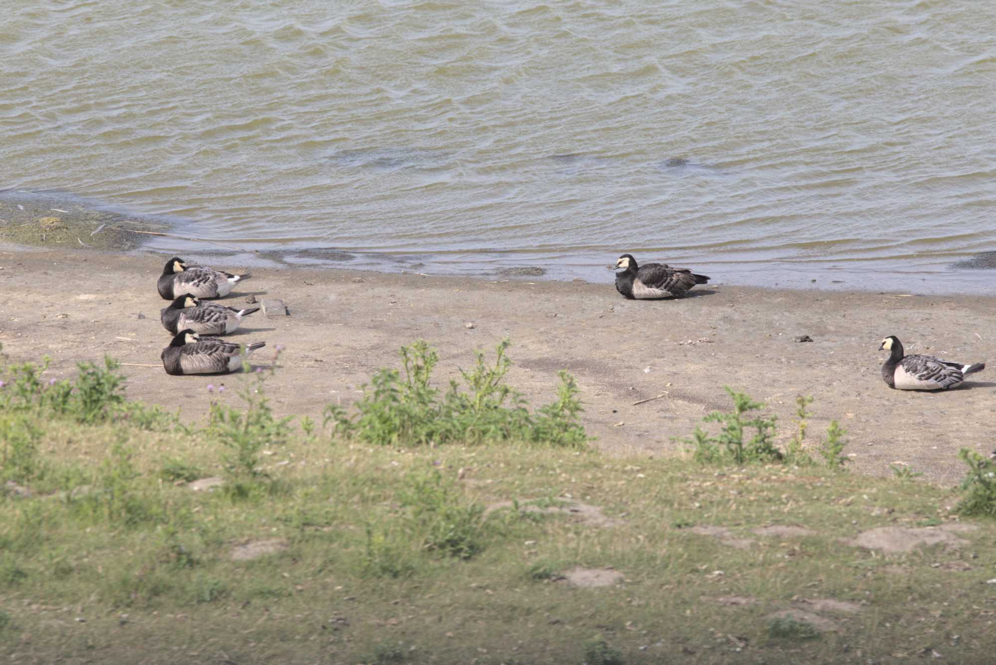 Lokation: Niederlande | Zeeland | Schouwen-Duiveland | Kerkwerve Kategorien: Vögel, Datum: 03.07.2020
