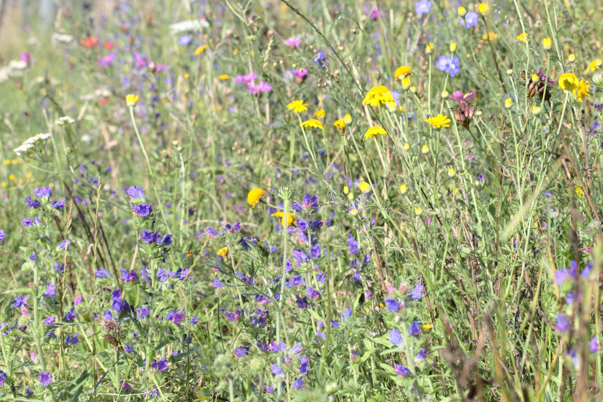 Lokation: Deutschland | Nordrhein-Westfalen | Heinsberg | Wassenberg Kategorien: Naturgarten, Magerbeet, Hortus rusticus, Landhausgarten, Datum: 11.07.2020