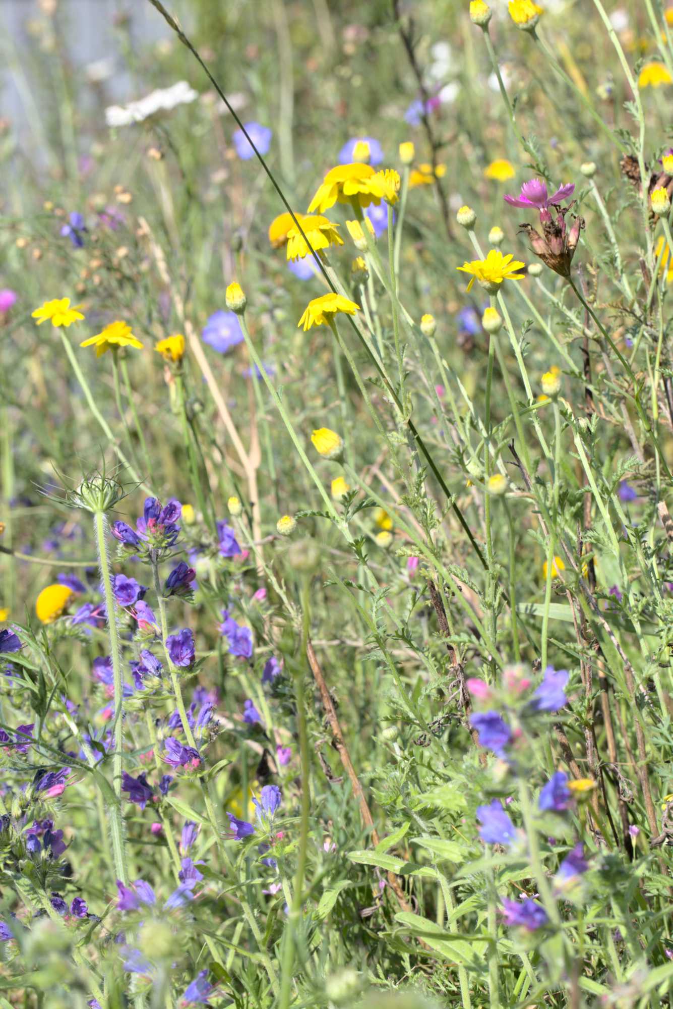 Lokation: Deutschland | Nordrhein-Westfalen | Heinsberg | Wassenberg Kategorien: Naturgarten, Magerbeet, Hortus rusticus, Landhausgarten, Datum: 11.07.2020