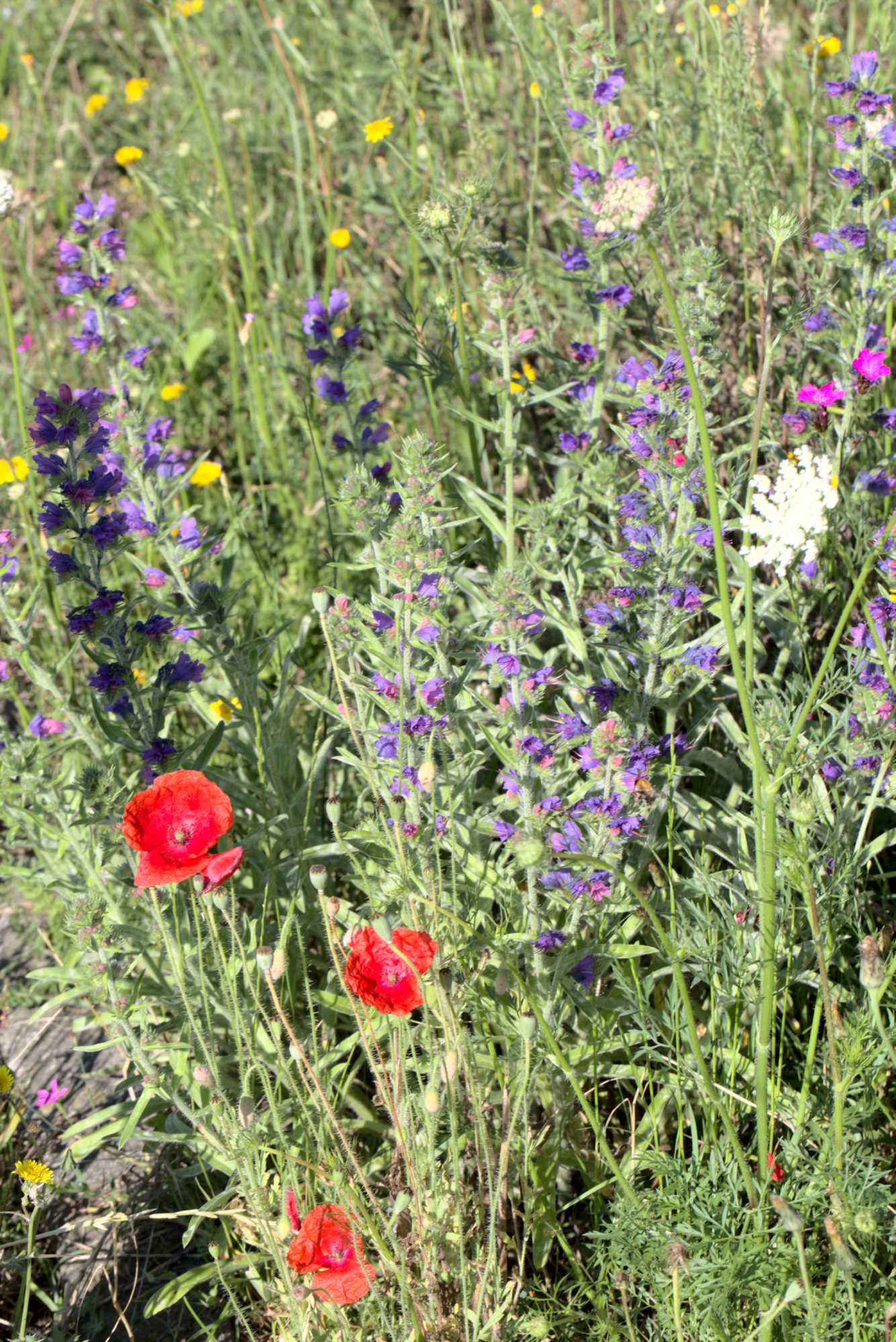 Lokation: Deutschland | Nordrhein-Westfalen | Heinsberg | Wassenberg Kategorien: Naturgarten, Magerbeet, Hortus rusticus, Landhausgarten, Datum: 11.07.2020
