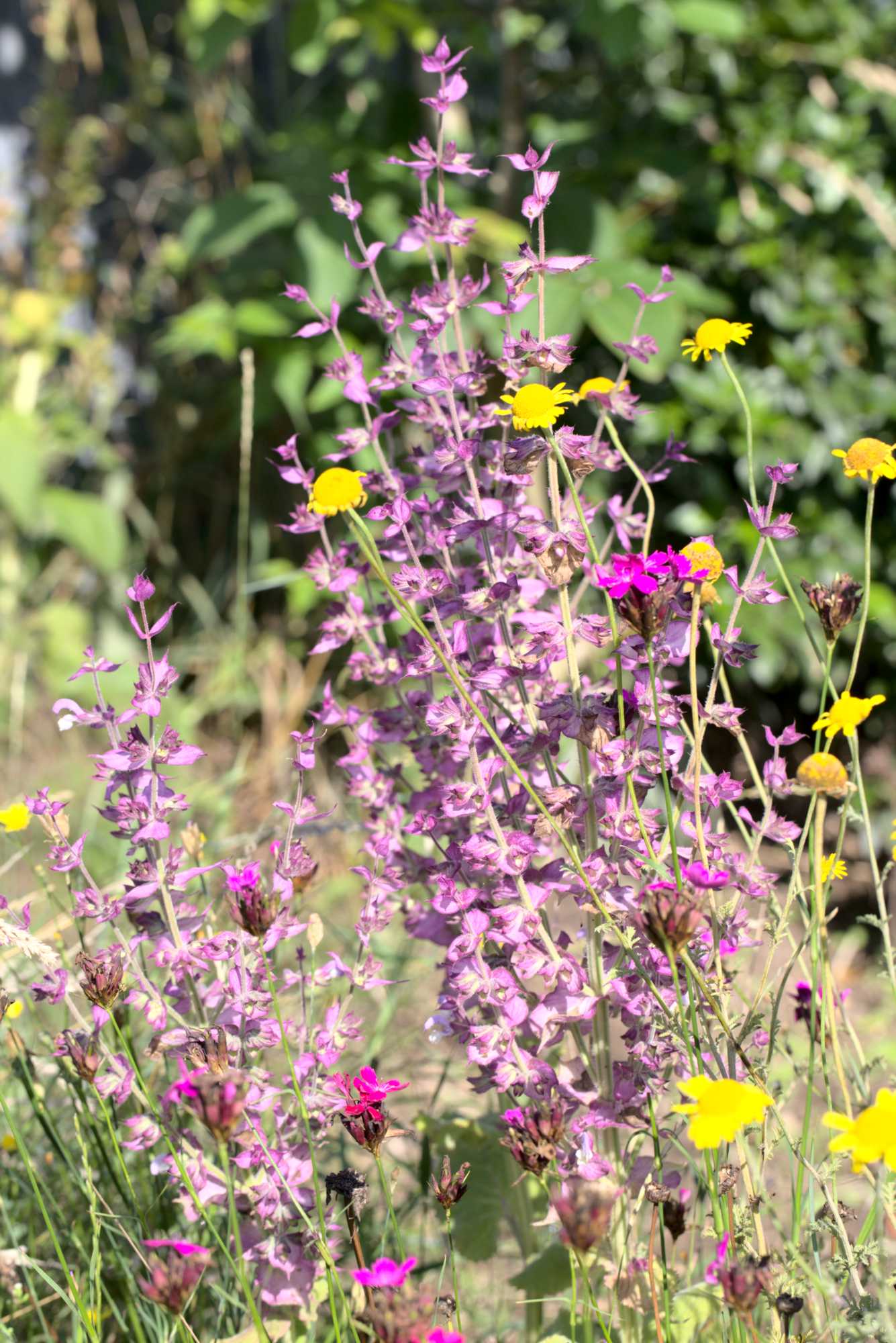 Lokation: Deutschland | Nordrhein-Westfalen | Heinsberg | Wassenberg Kategorien: Naturgarten, Magerbeet, Hortus rusticus, Landhausgarten, Datum: 11.07.2020