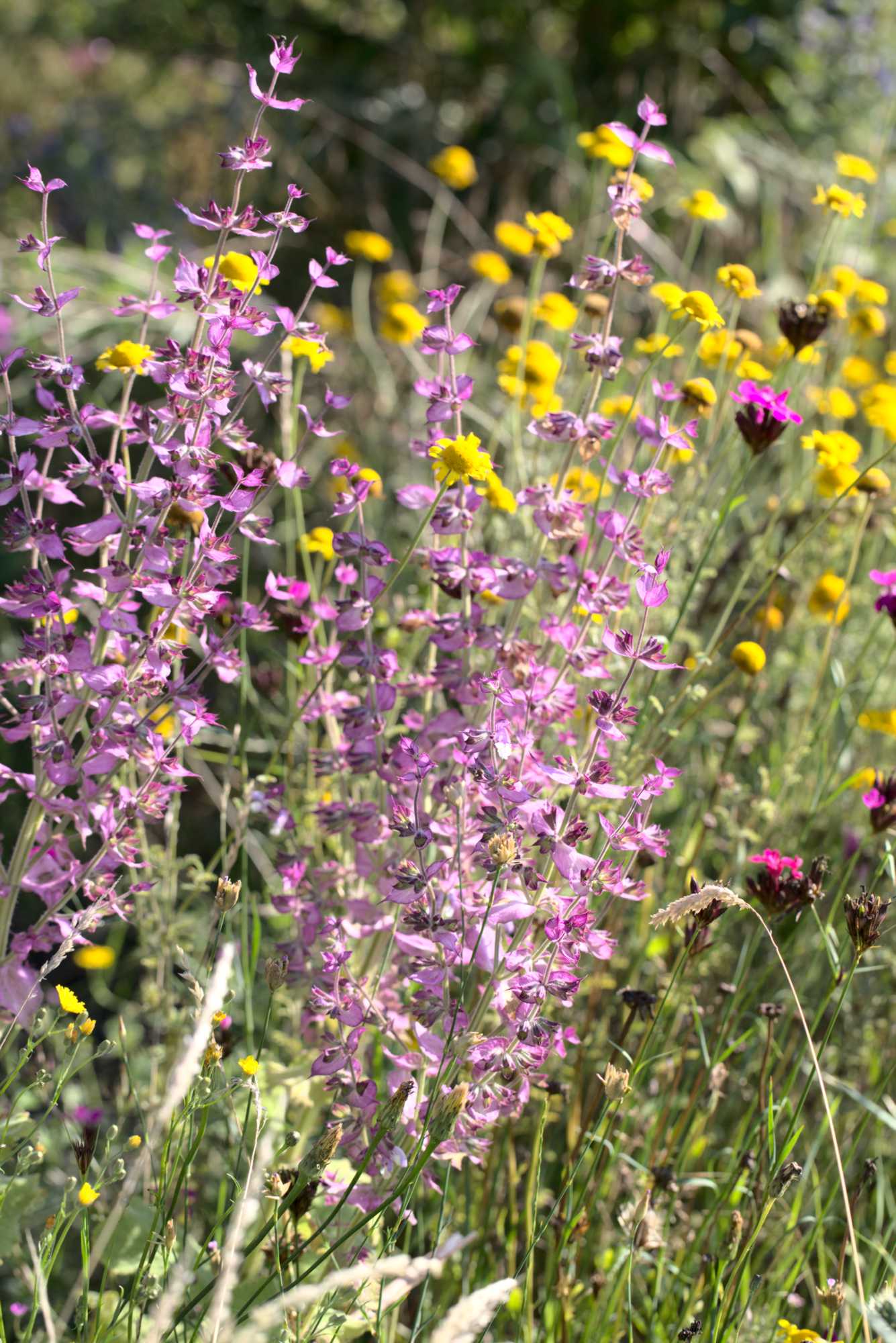Lokation: Deutschland | Nordrhein-Westfalen | Heinsberg | Wassenberg Kategorien: Naturgarten, Magerbeet, Hortus rusticus, Landhausgarten, Datum: 11.07.2020