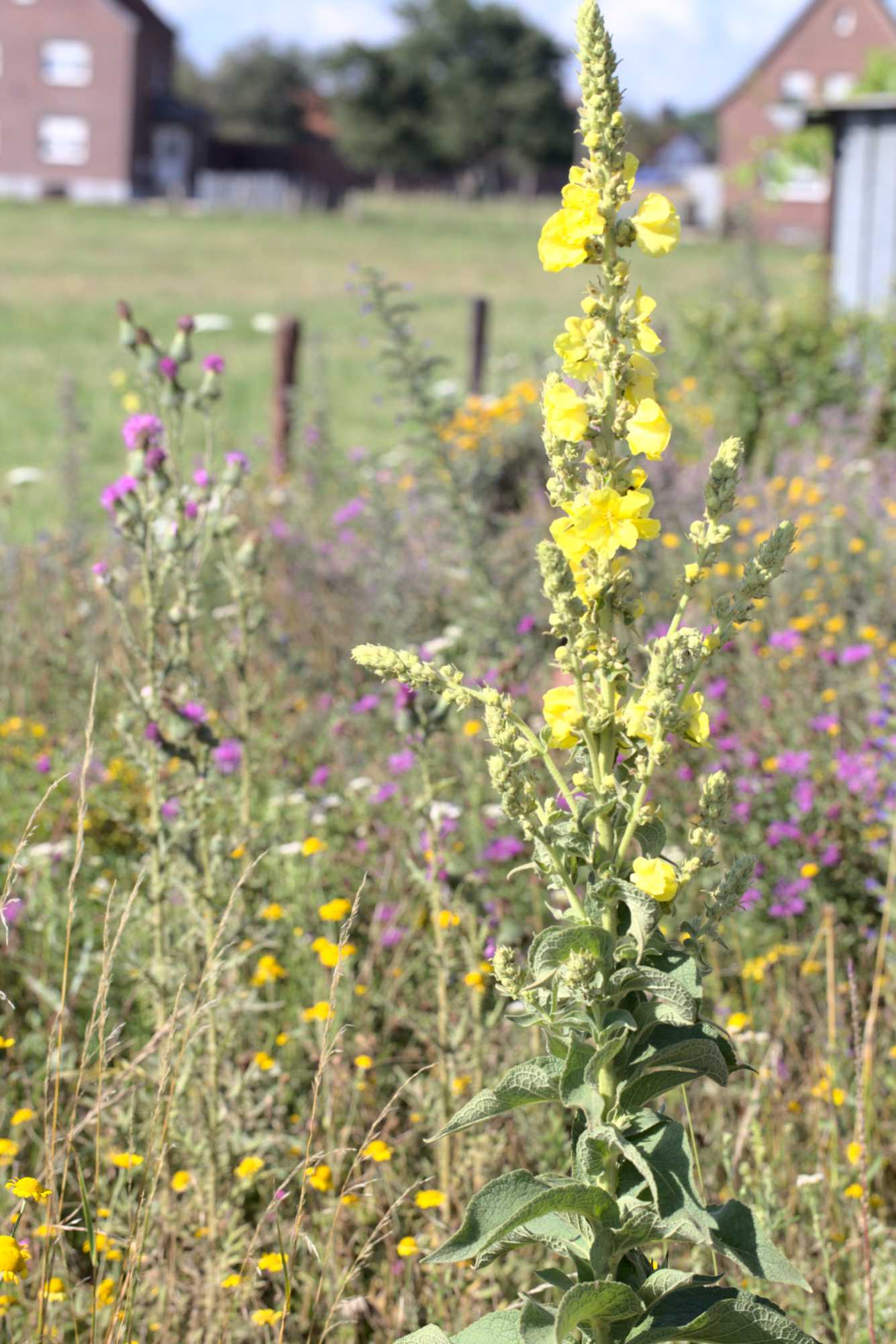 Lokation: Deutschland | Nordrhein-Westfalen | Heinsberg | Wassenberg Kategorien: Naturgarten, Magerbeet, Hortus rusticus, Landhausgarten, Datum: 11.07.2020