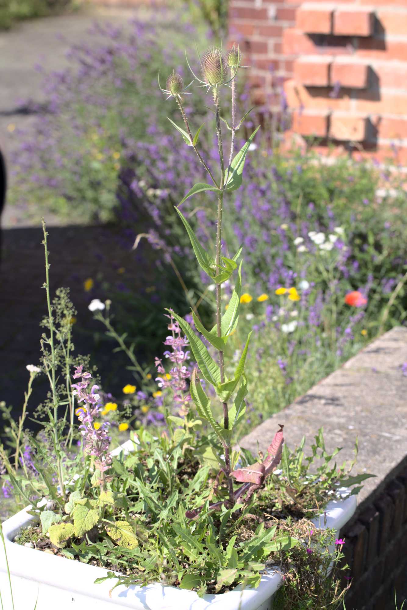 Lokation: Deutschland | Nordrhein-Westfalen | Heinsberg | Wassenberg Kategorien: Naturgarten, Magerbeet, Hortus rusticus, Landhausgarten, Datum: 11.07.2020
