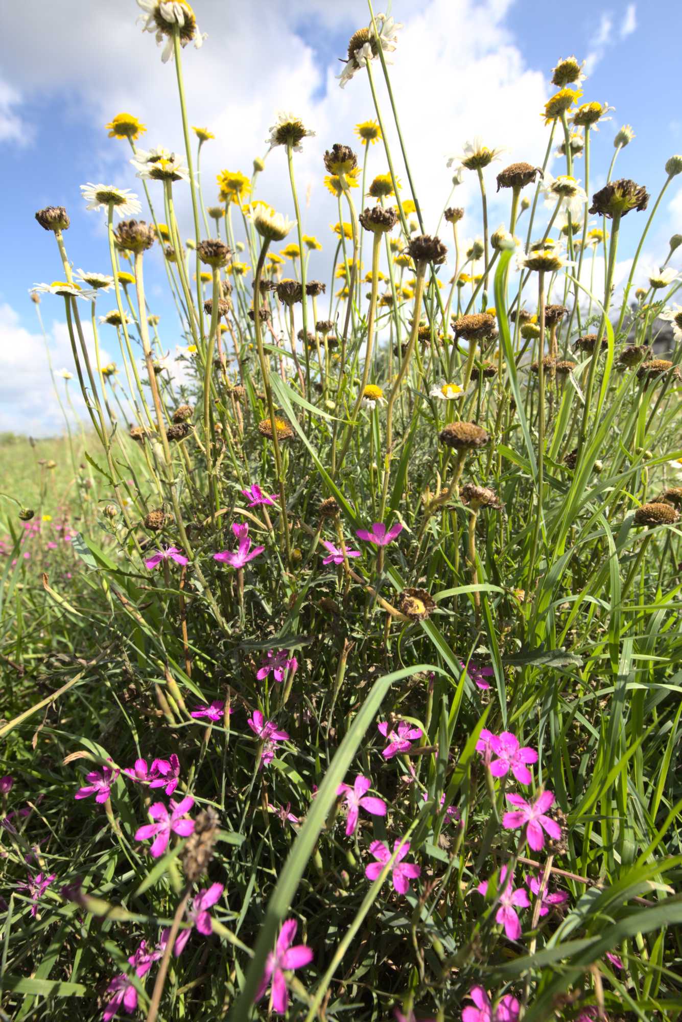 Lokation: Deutschland | Nordrhein-Westfalen | Heinsberg | Wassenberg Kategorien: Wiese, Datum: 11.07.2020