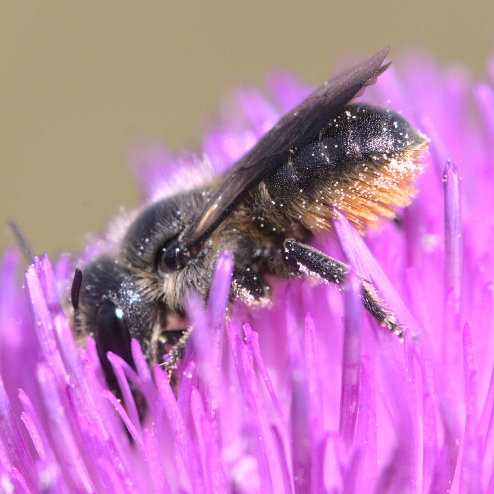 Osmia leaiana/niveata (Osmia leaiana/niveata), Lokation: Deutschland | Nordrhein-Westfalen | Heinsberg | Wassenberg Kategorien: Bienen, Hortus rusticus, Familie: Megachilidae (Bauchsammlerbienen), Datum: 11.07.2020
