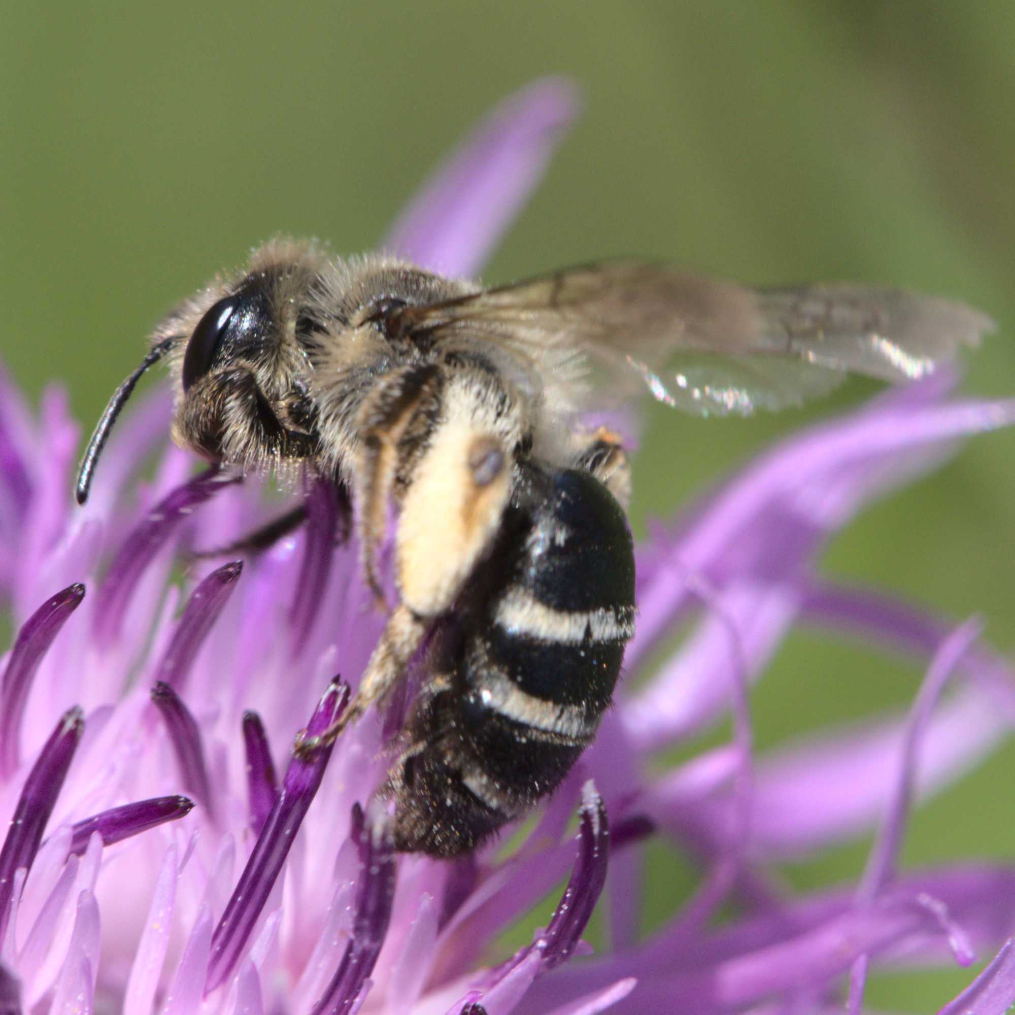 Gewöhnliche Bindensandbiene (Andrena flavipes), Lokation: Deutschland | Nordrhein-Westfalen | Heinsberg | Wassenberg Kategorien: Bienen, Familie: Andrenidae (Sandbienen), Datum: 13.07.2020