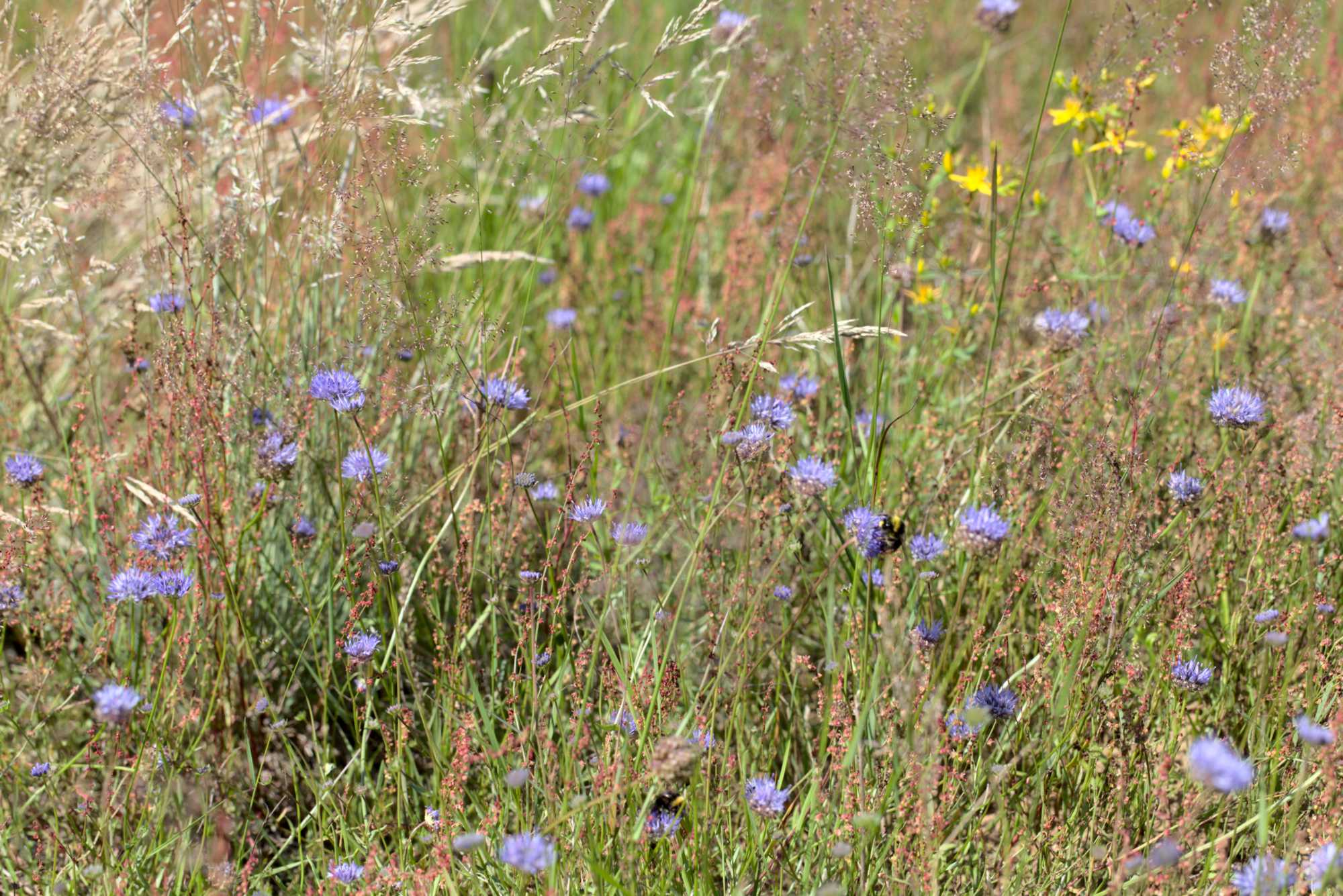 Lokation: Niederlande | Limburg | Roerdalen | Herkenbosch Kategorien: Wiese, Datum: 13.07.2020