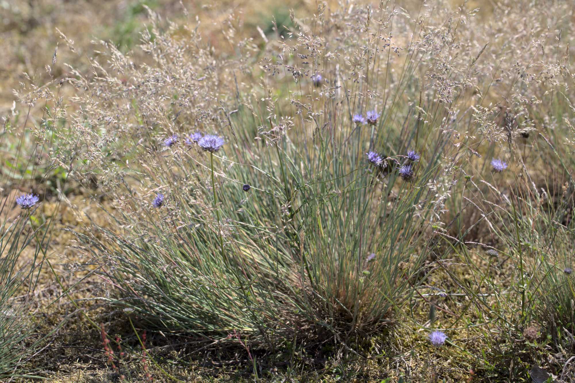 Lokation: Niederlande | Limburg | Roerdalen | Herkenbosch Kategorien: Wiese, Datum: 13.07.2020