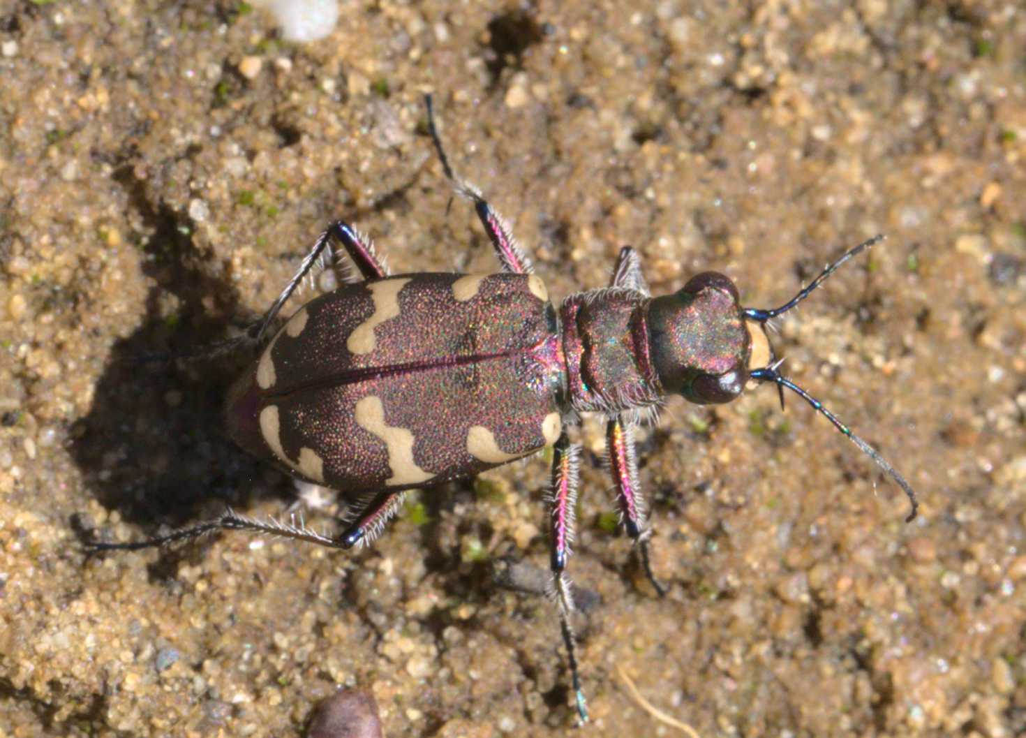 Schwarze Wegameise (Lasius niger), Lokation: Niederlande | Limburg | Roerdalen | Vlodrop Kategorien: Käfer, Familie: Carabidae (Laufkäfer), Datum: 13.07.2020