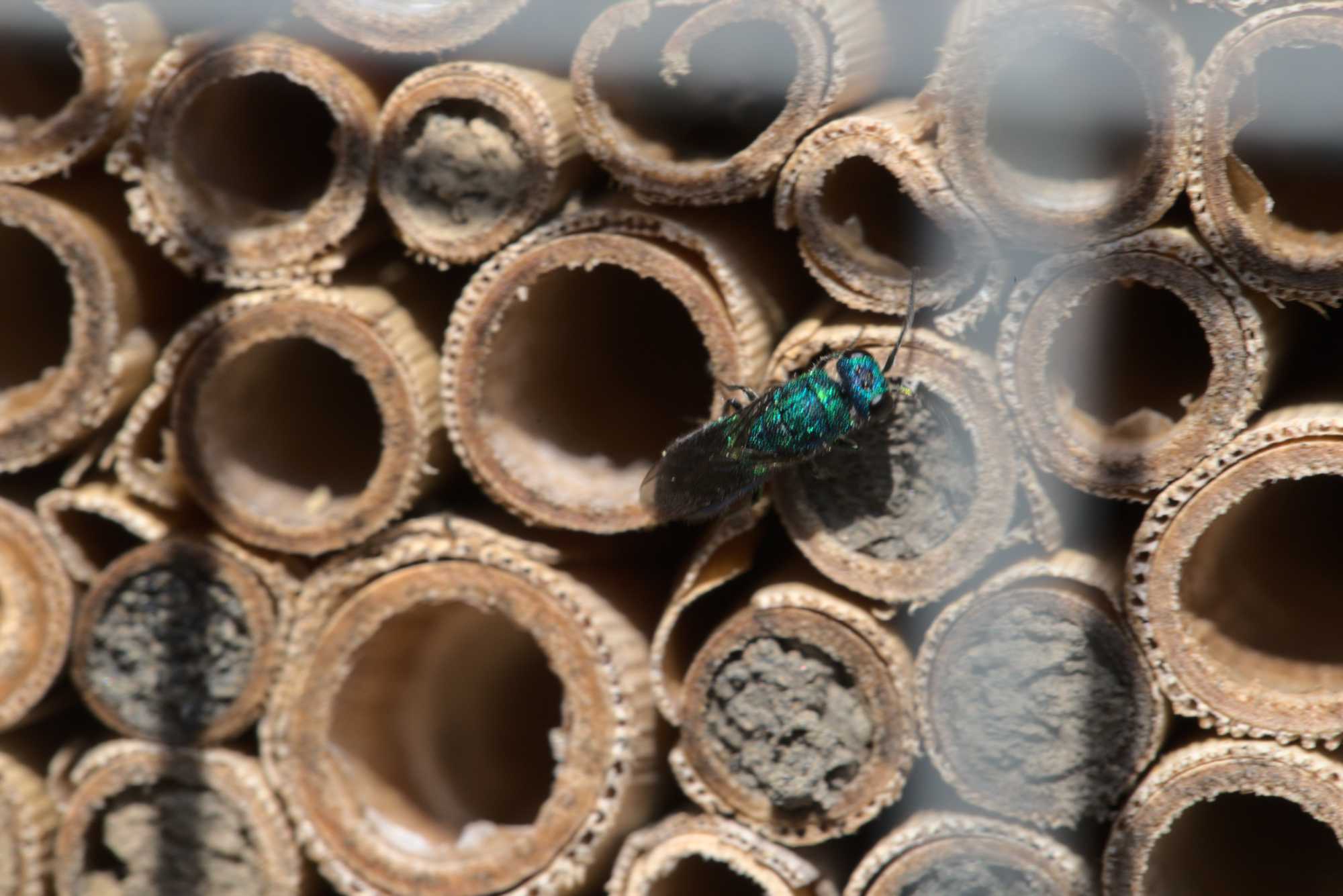 Chrysis spec. (Chrysis spec.), Lokation: Deutschland | Nordrhein-Westfalen | Heinsberg | Wassenberg Kategorien: Insekten, Familie: Chrysididae (Goldwespen), Datum: 15.07.2020