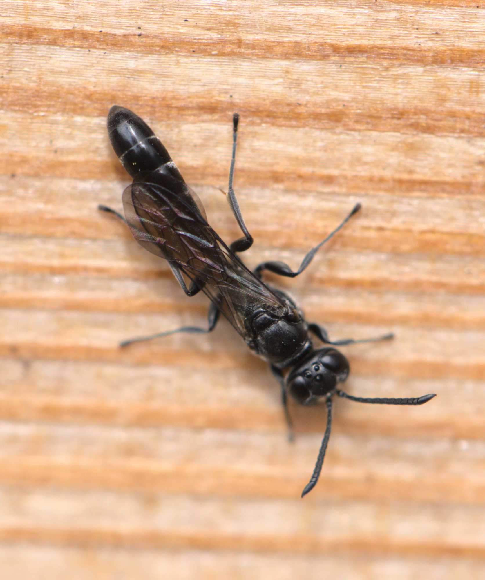 Töpfergrabwespe (Trypoxylon figulus), Lokation: Deutschland | Nordrhein-Westfalen | Heinsberg | Wassenberg Kategorien: Insekten, Familie: Crabronidae (Grabwespen), Datum: 15.07.2020