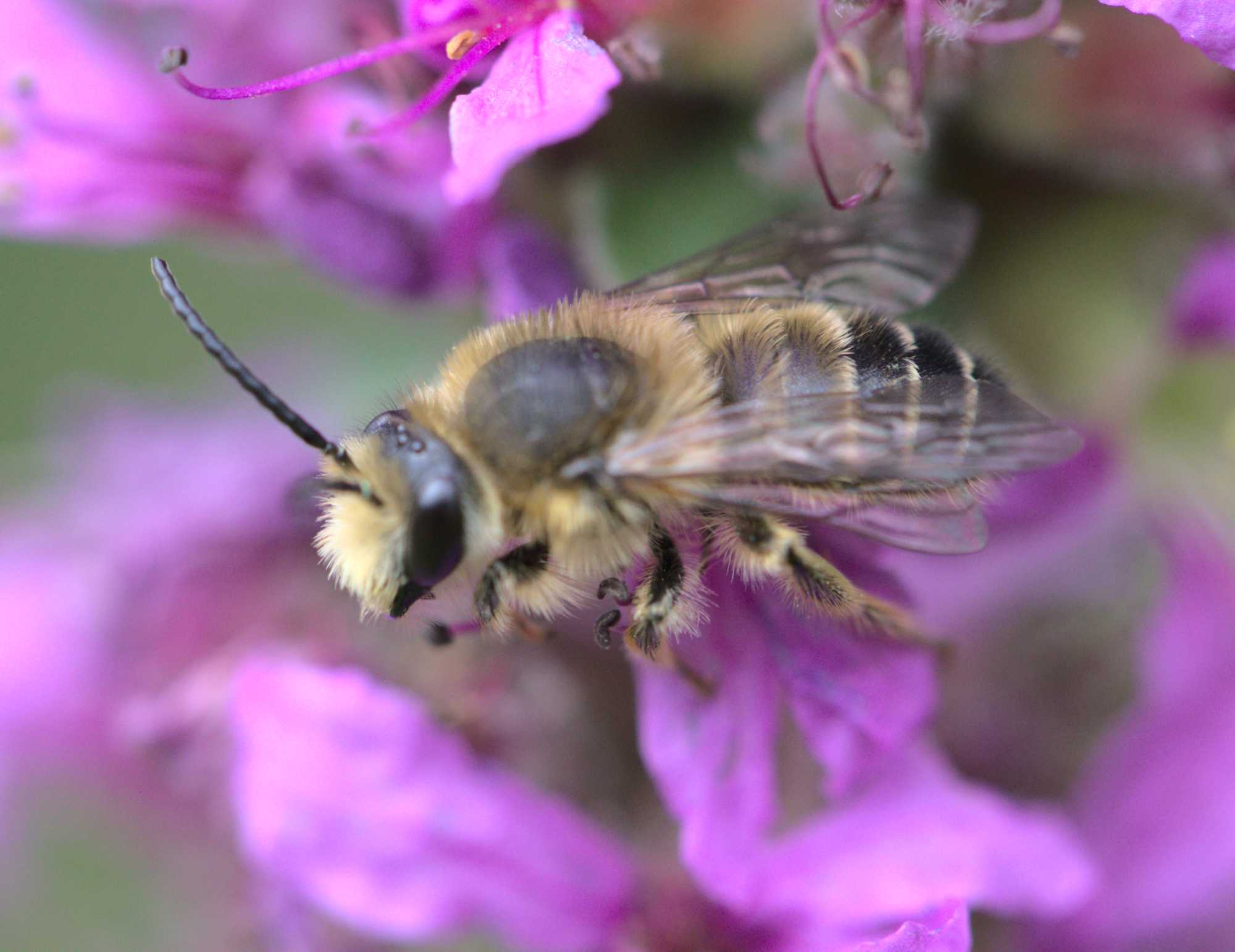 Blutweiderich-Sägehornbiene (Melitta nigricans), Lokation: Deutschland | Nordrhein-Westfalen | Heinsberg | Wassenberg Kategorien: Bienen, Familie: Melittidae (Sägehornbienenartige), Datum: 15.07.2020