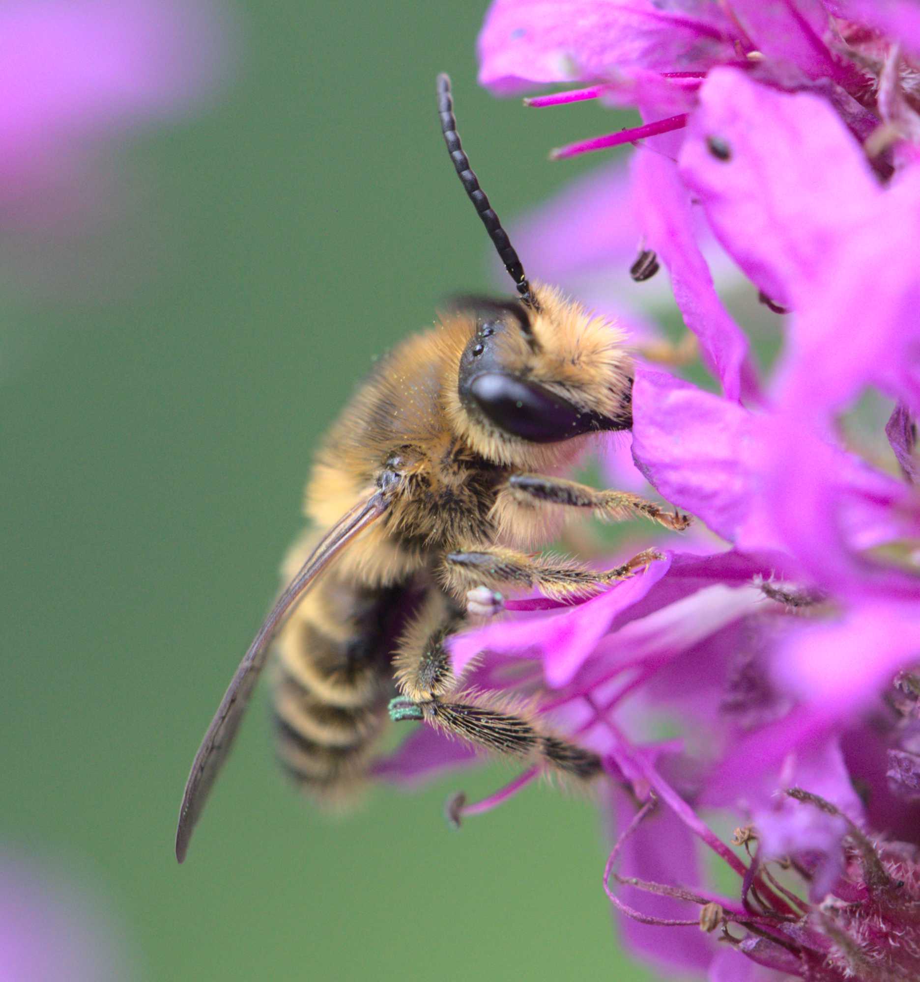Blutweiderich-Sägehornbiene (Melitta nigricans), Lokation: Deutschland | Nordrhein-Westfalen | Heinsberg | Wassenberg Kategorien: Bienen, Familie: Melittidae (Sägehornbienenartige), Datum: 15.07.2020