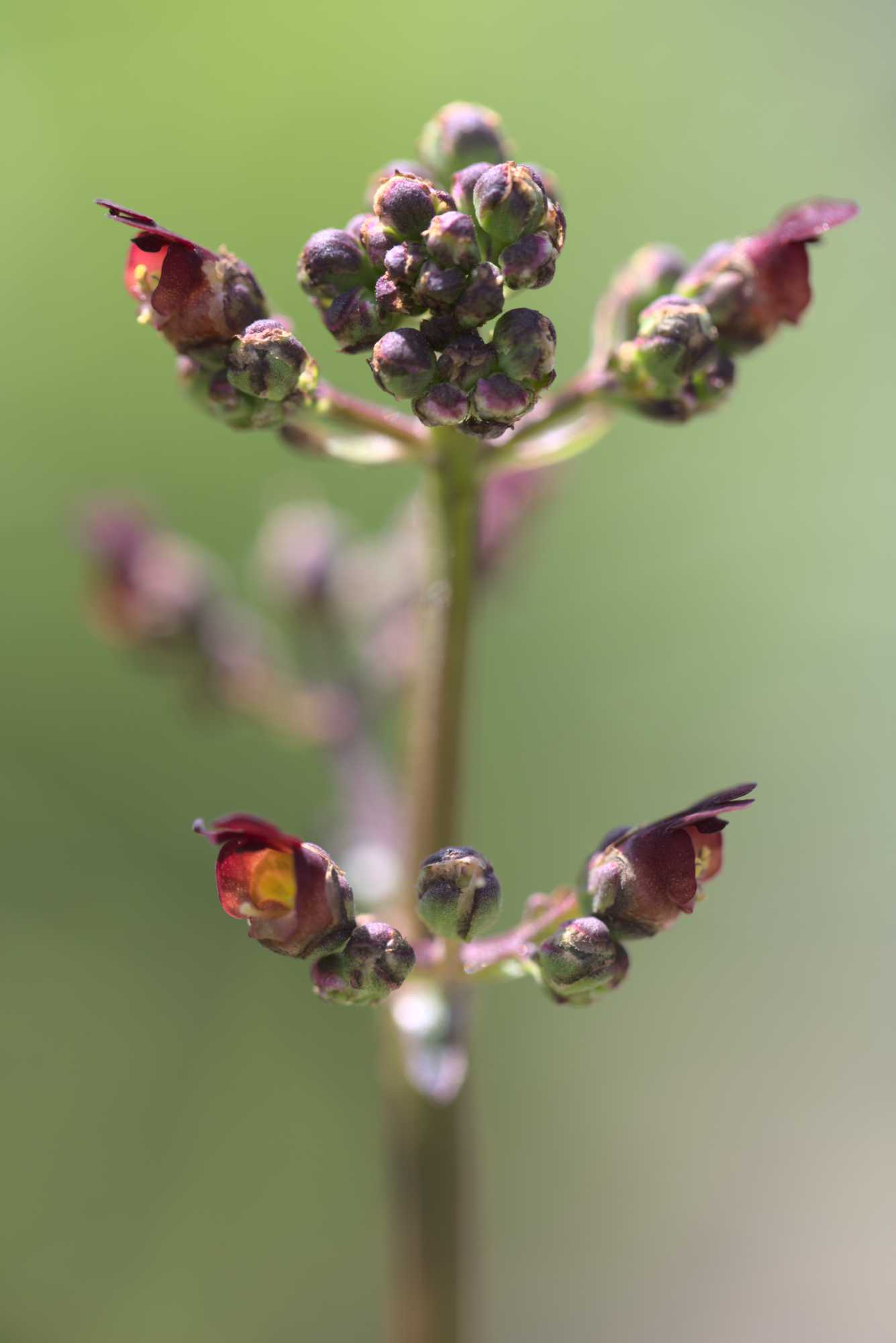 Lokation: Deutschland | Nordrhein-Westfalen | Heinsberg | Wassenberg Kategorien: Blüte, Datum: 15.07.2020