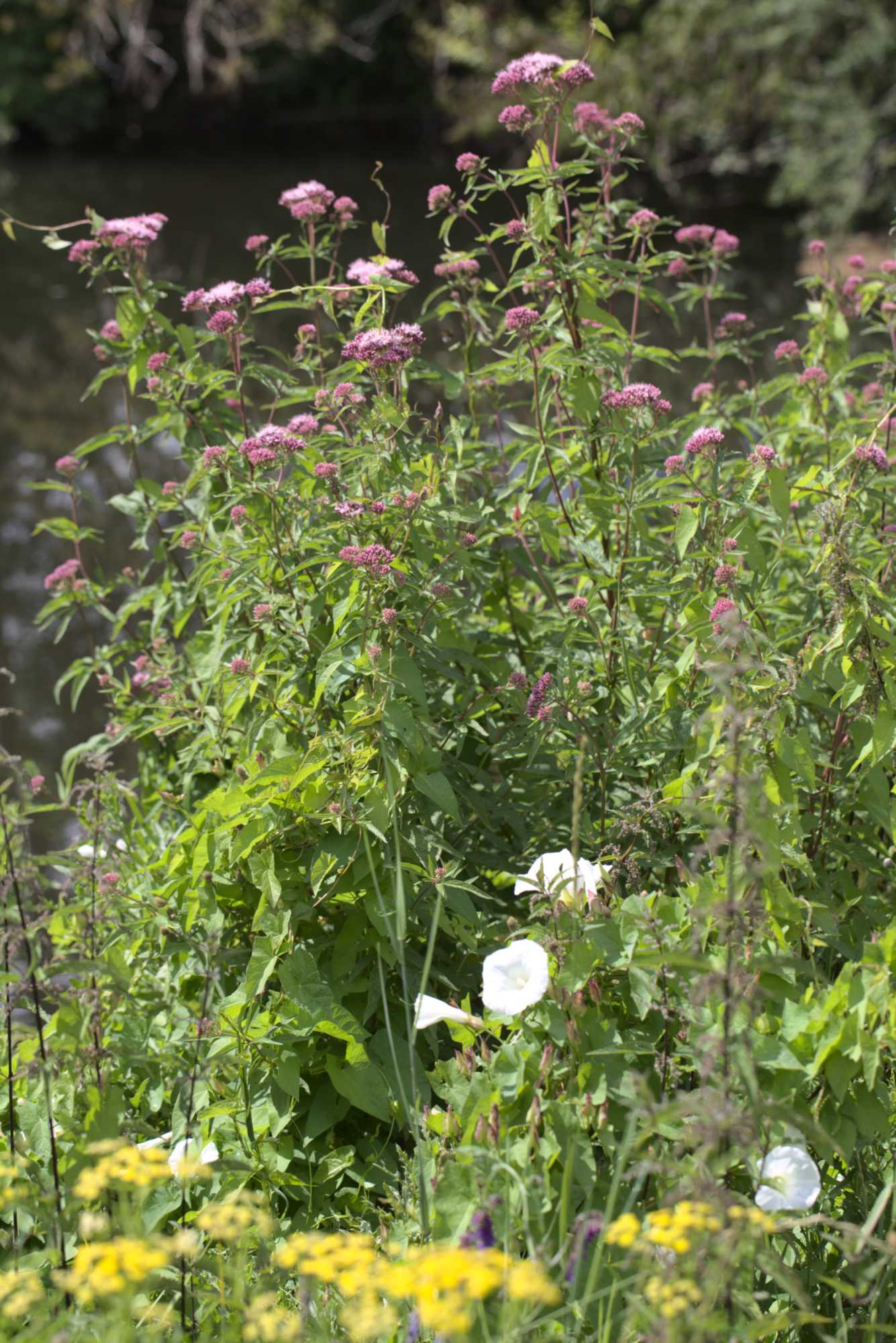Lokation: Deutschland | Nordrhein-Westfalen | Heinsberg | Wassenberg Kategorien: Vegetation, Datum: 15.07.2020