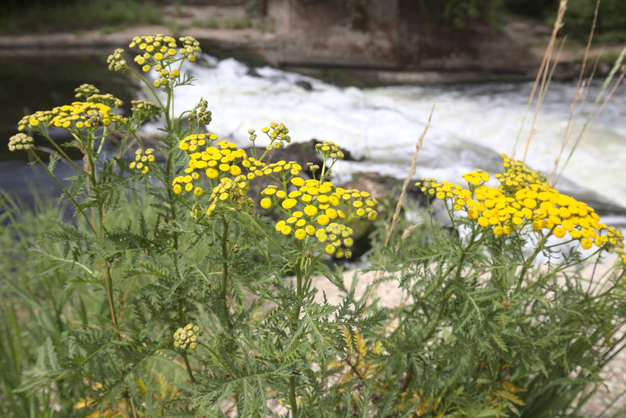 Lokation: Deutschland | Nordrhein-Westfalen | Heinsberg | Wassenberg Kategorien: Vegetation, Datum: 15.07.2020