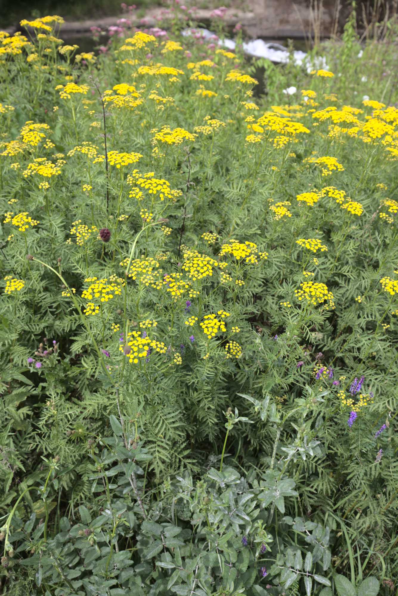 Lokation: Deutschland | Nordrhein-Westfalen | Heinsberg | Wassenberg Kategorien: Vegetation, Datum: 15.07.2020
