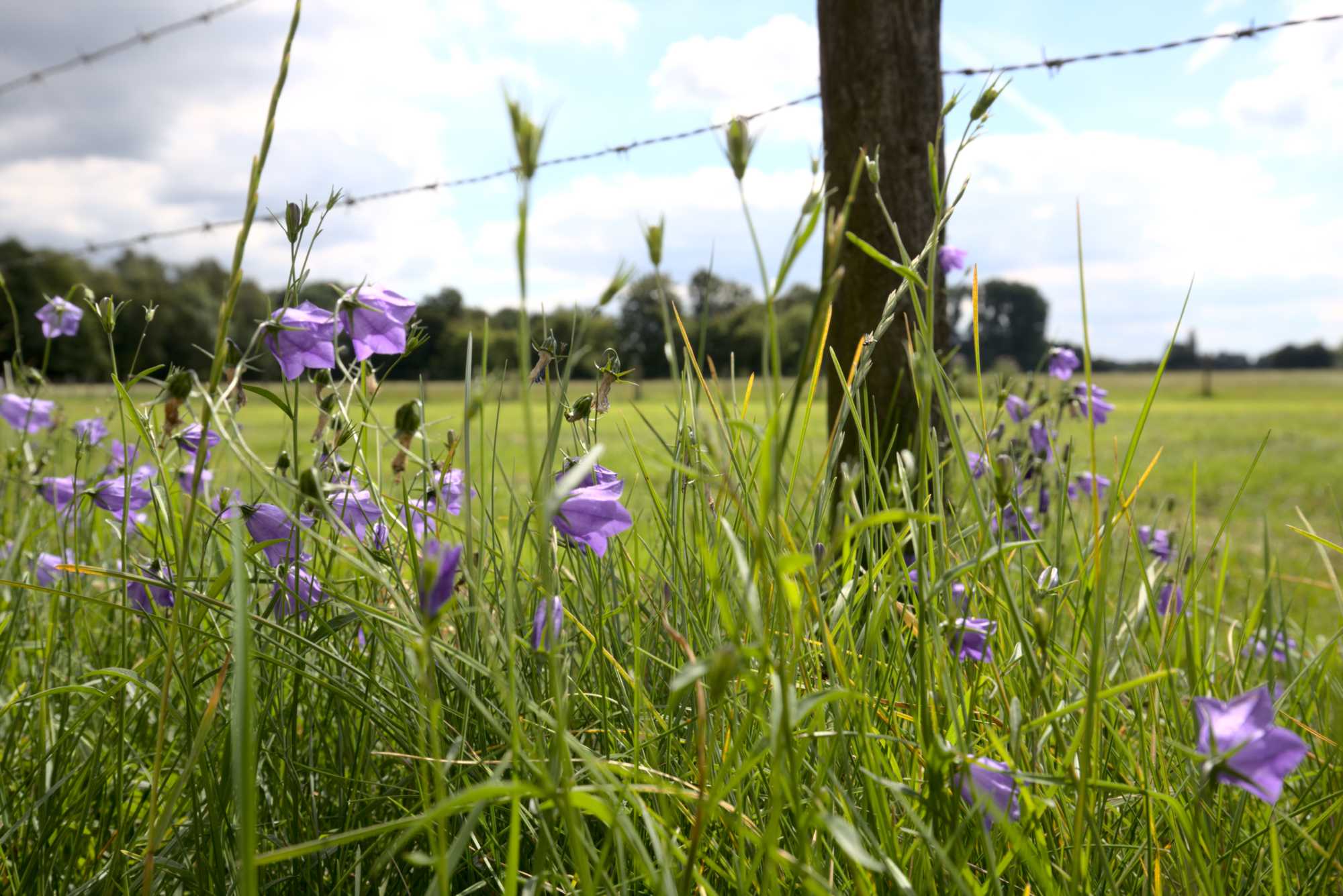 Lokation: Deutschland | Nordrhein-Westfalen | Heinsberg | Wassenberg Kategorien: Vegetation, Datum: 15.07.2020