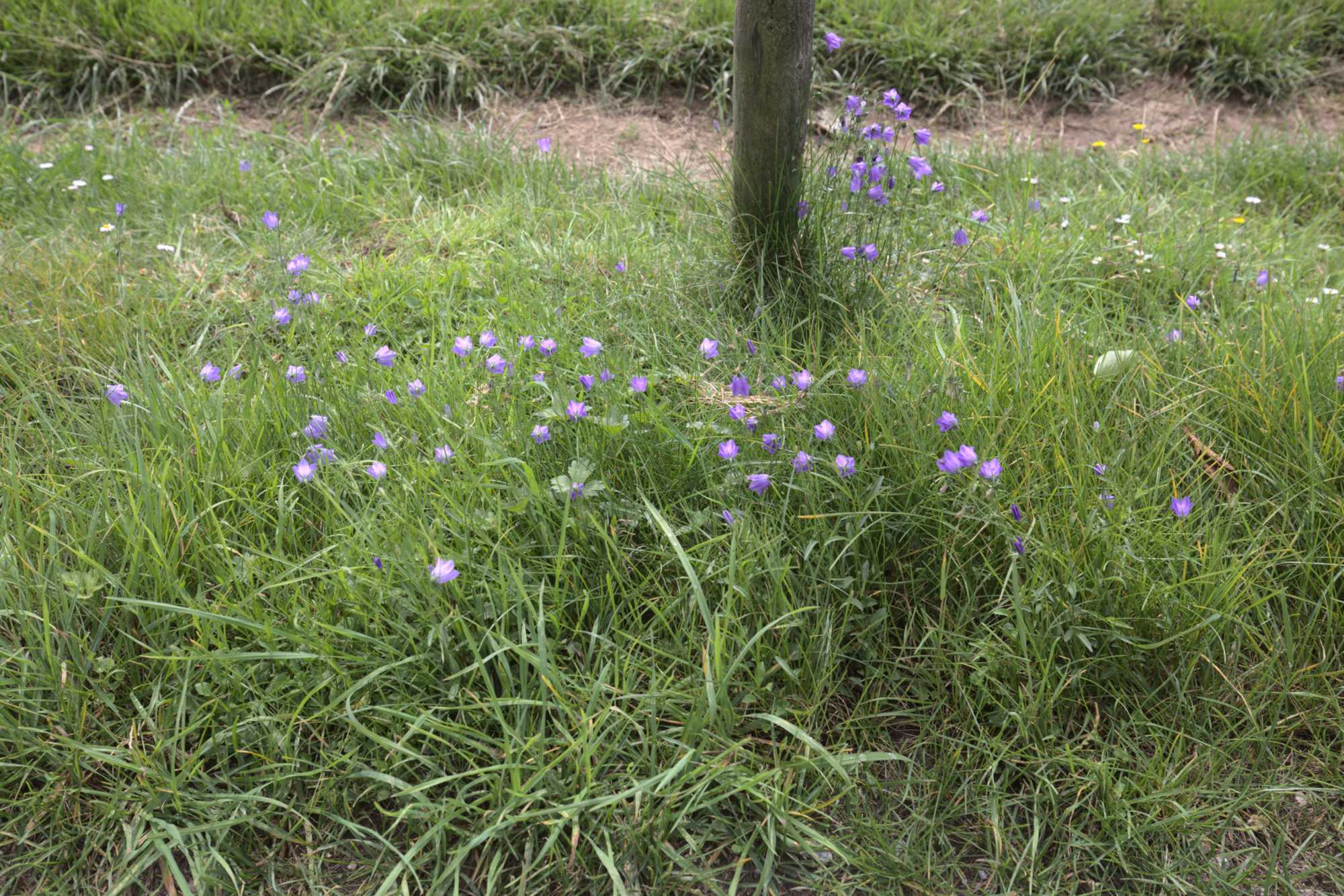 Lokation: Deutschland | Nordrhein-Westfalen | Heinsberg | Wassenberg Kategorien: Vegetation, Datum: 15.07.2020