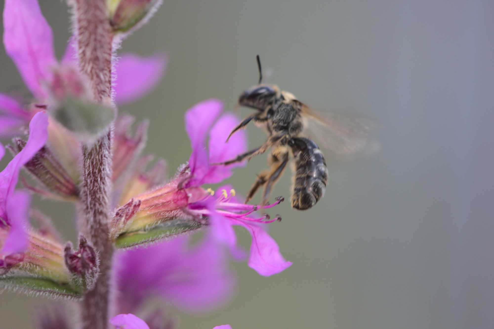 Blutweiderich-Sägehornbiene (Melitta nigricans), Lokation: Deutschland | Nordrhein-Westfalen | Heinsberg | Wassenberg Kategorien: Bienen, Hortus rusticus, Familie: Melittidae (Sägehornbienenartige), Datum: 18.07.2020