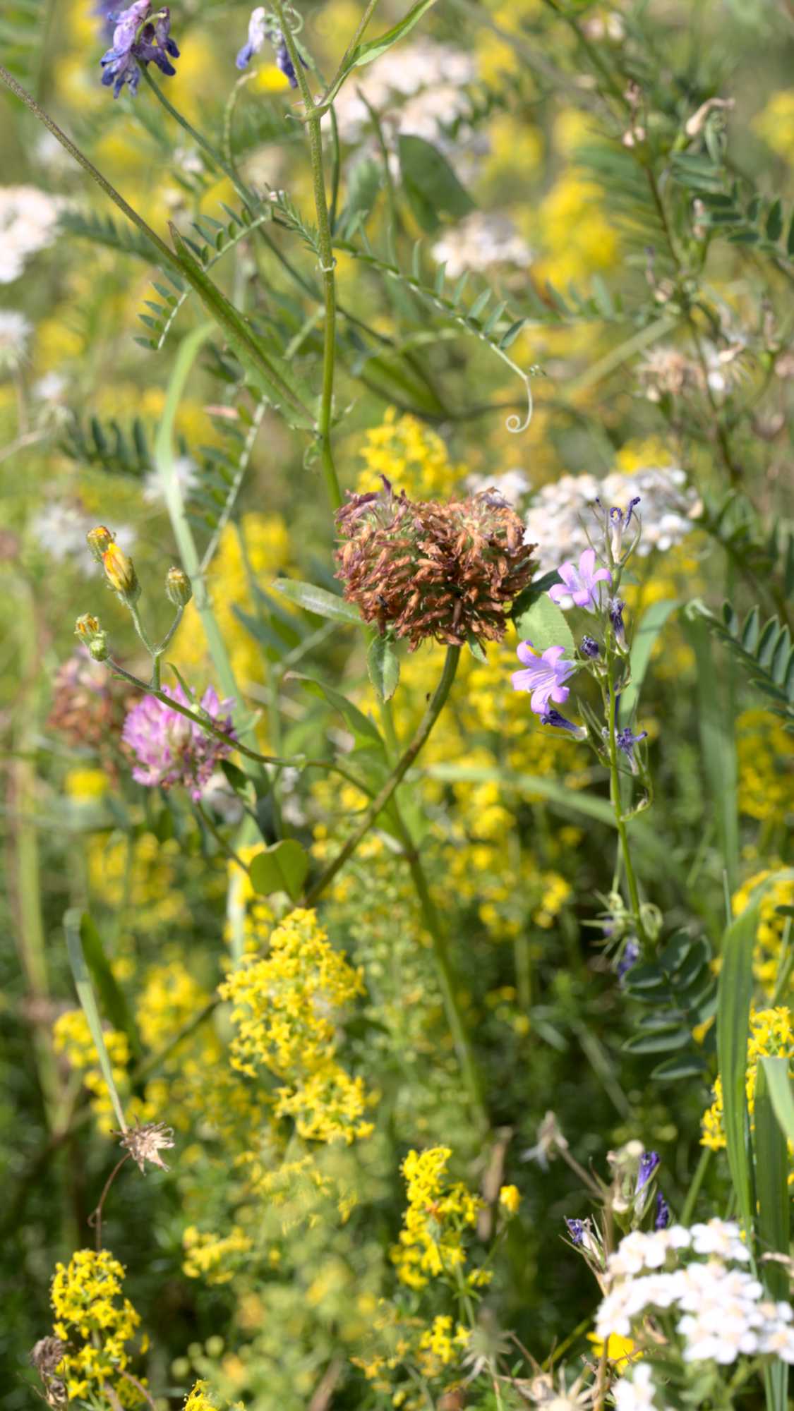Lokation: Deutschland | Nordrhein-Westfalen | Heinsberg | Wassenberg Kategorien: Wiese, Datum: 01.08.2020
