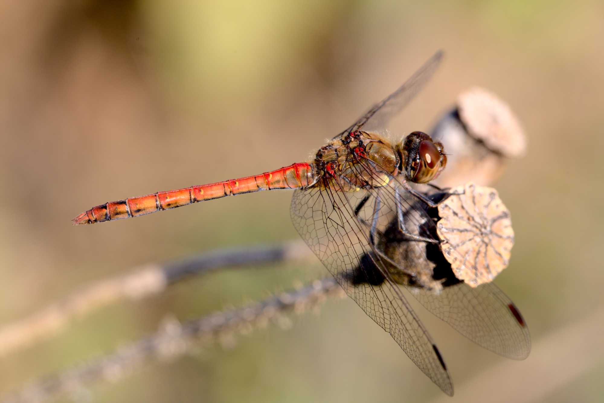 Große Heidelibelle (Sympetrum striolatum), Lokation: Deutschland | Nordrhein-Westfalen | Heinsberg | Wassenberg Kategorien: Libellen, Hortus rusticus, Familie: Libellulidae (Kurzlibellen), Datum: 19.09.2020