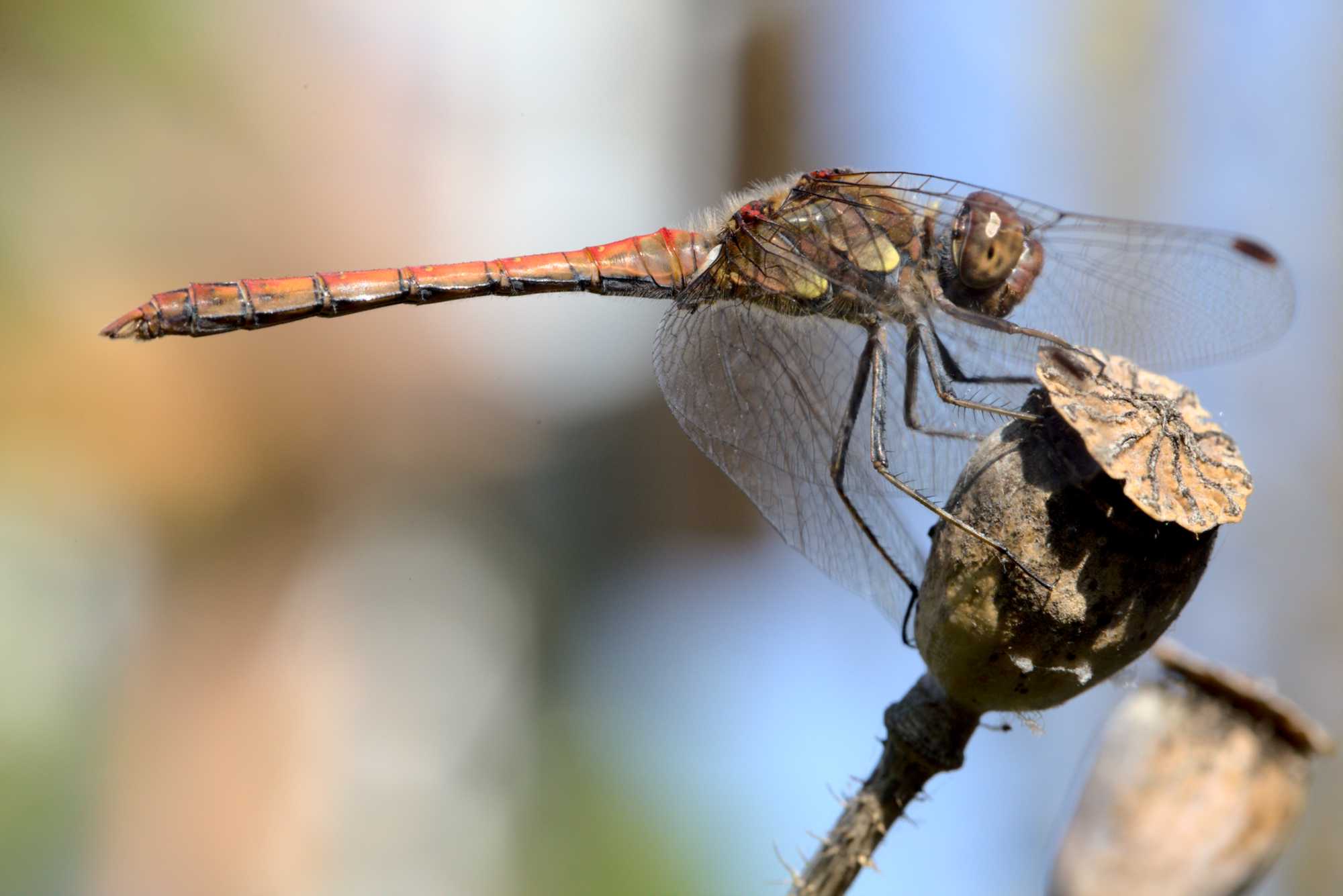 Große Heidelibelle (Sympetrum striolatum), Lokation: Deutschland | Nordrhein-Westfalen | Heinsberg | Wassenberg Kategorien: Libellen, Hortus rusticus, Familie: Libellulidae (Kurzlibellen), Datum: 19.09.2020
