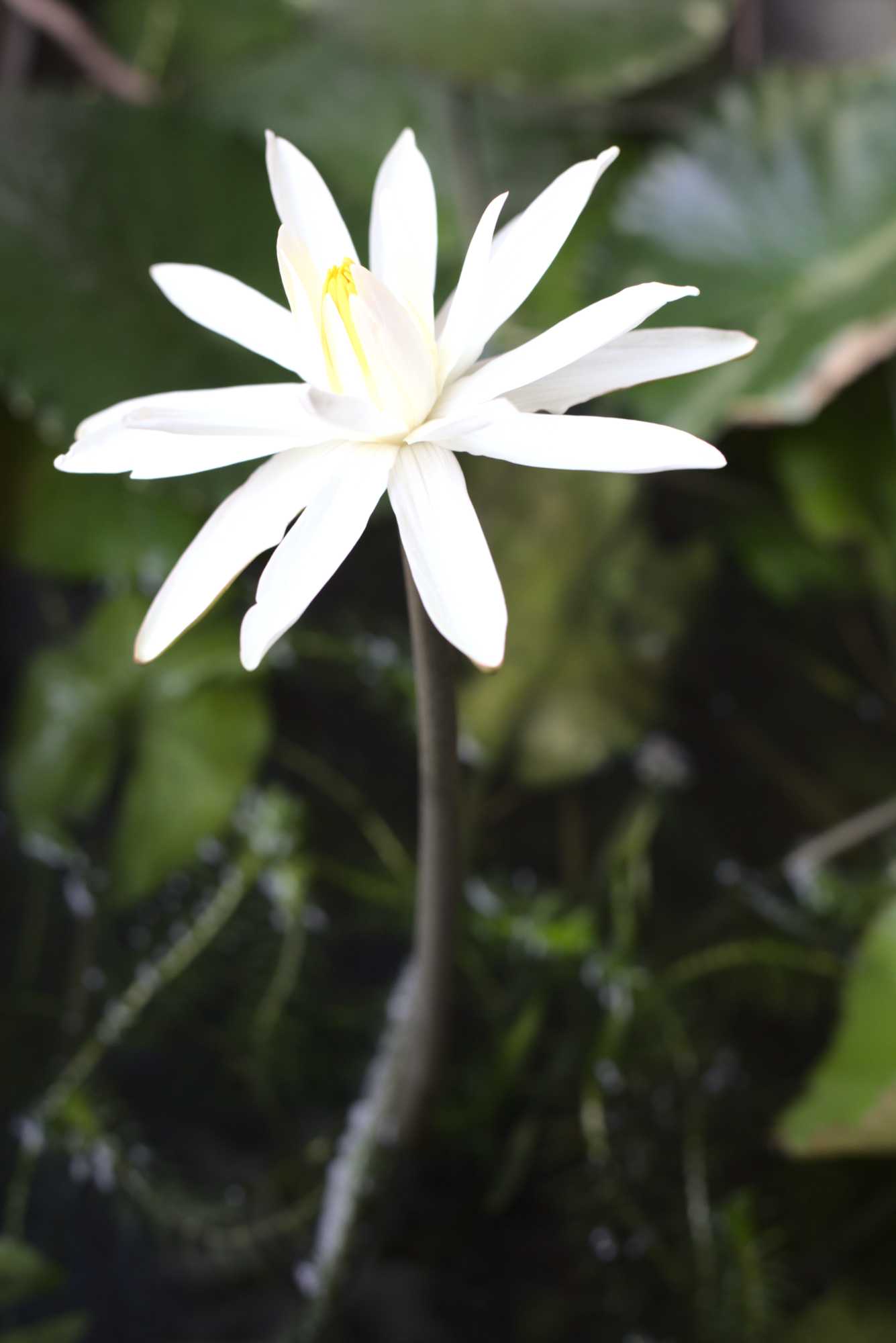 Lokation: Deutschland | Nordrhein-Westfalen | Heinsberg | Wassenberg Kategorien: Aquarien, Hortus rusticus, Datum: 14.10.2020