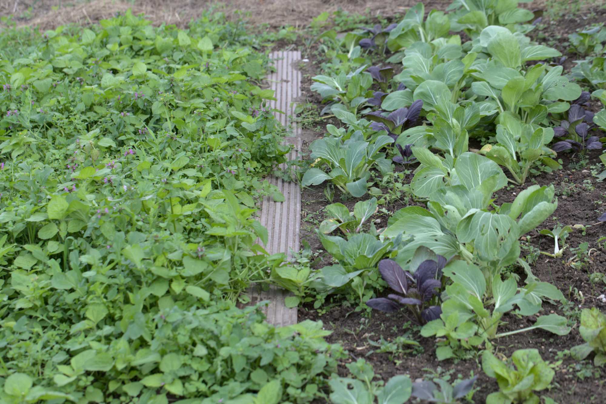 Lokation: Deutschland | Nordrhein-Westfalen | Heinsberg | Wassenberg Kategorien: Nutzgarten, Hortus rusticus, Bauerngarten, Selbstversorgung, Datum: 26.10.2020