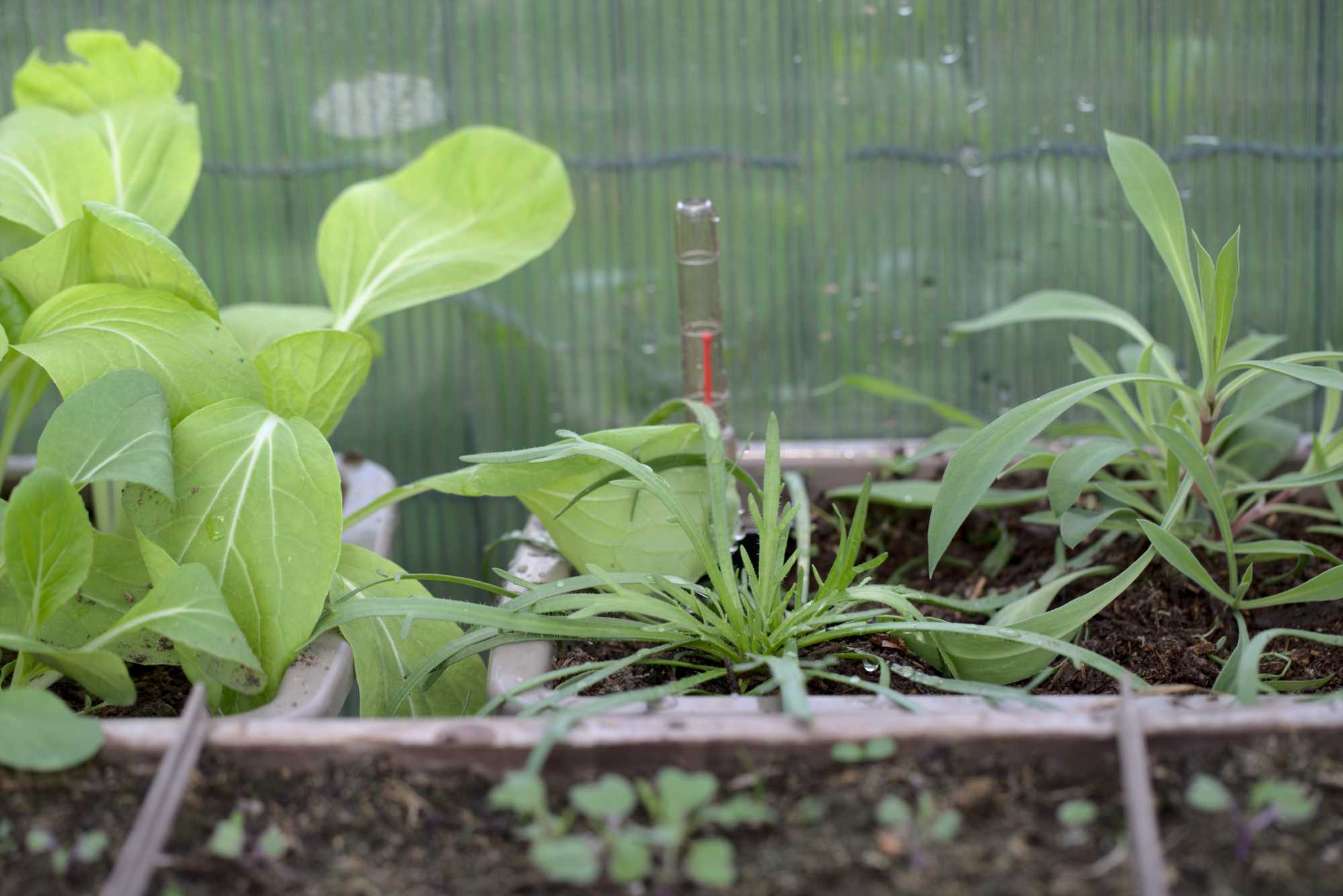 Lokation: Deutschland | Nordrhein-Westfalen | Heinsberg | Wassenberg Kategorien: Nutzgarten, Hortus rusticus, Selbstversorgung, Datum: 31.10.2020