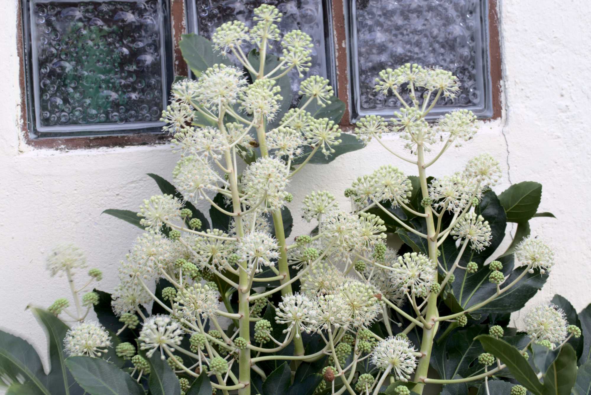 Lokation: Deutschland | Nordrhein-Westfalen | Heinsberg | Wassenberg Kategorien: Zimmerpflanzen, Hortus rusticus, Datum: 31.10.2020