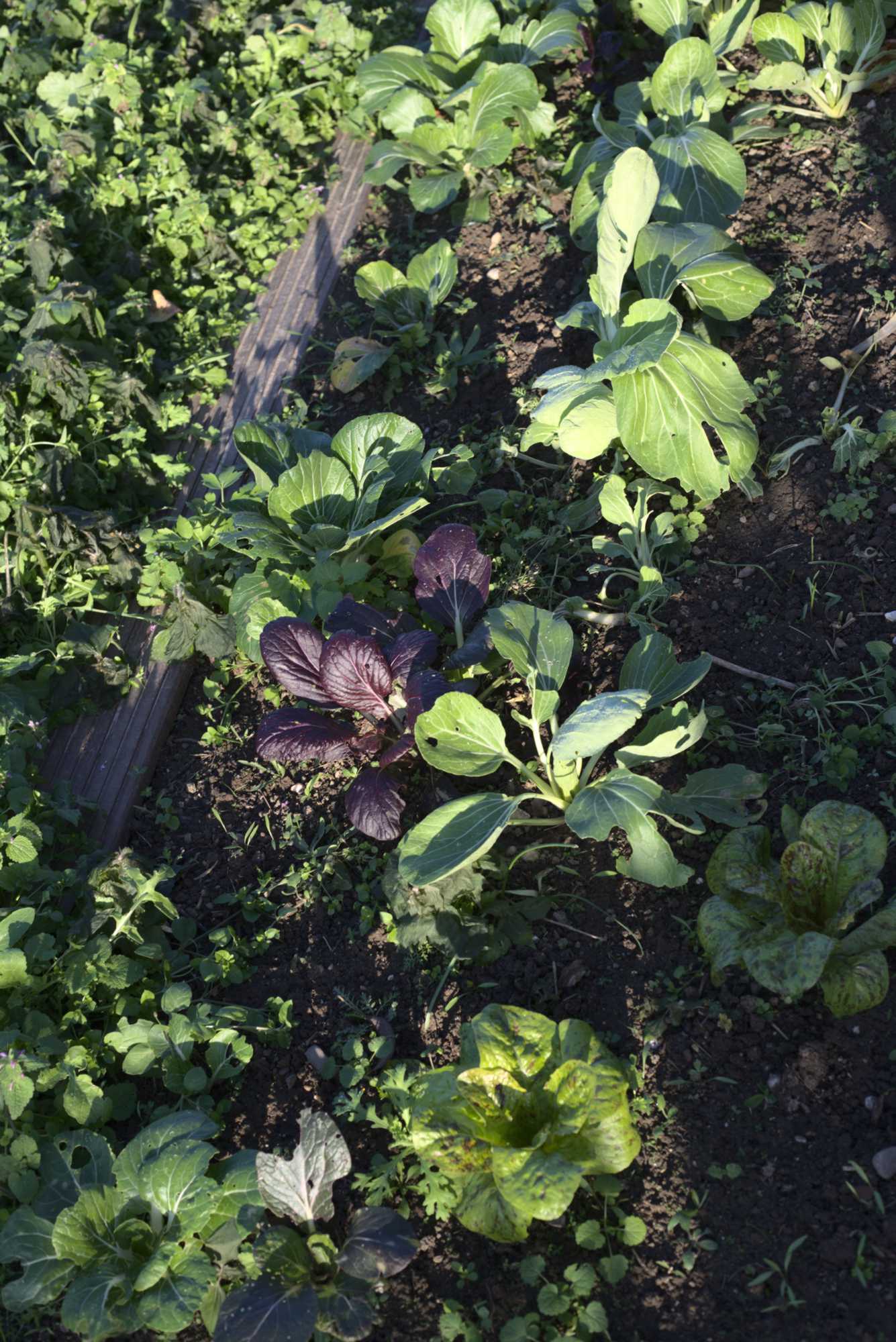 Lokation: Deutschland | Nordrhein-Westfalen | Heinsberg | Wassenberg Kategorien: Nutzgarten, Hortus rusticus, Bauerngarten, Selbstversorgung, Datum: 05.11.2020
