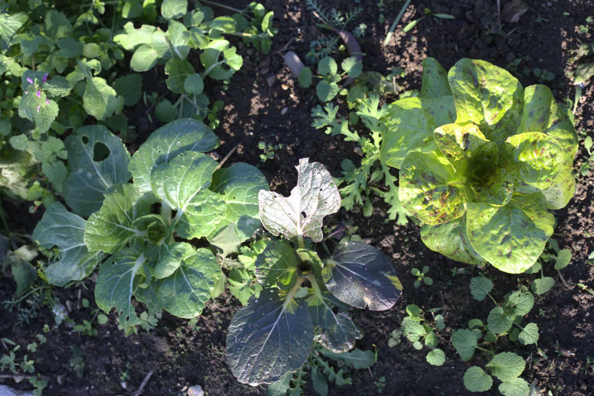 Lokation: Deutschland | Nordrhein-Westfalen | Heinsberg | Wassenberg Kategorien: Nutzgarten, Hortus rusticus, Bauerngarten, Selbstversorgung, Datum: 05.11.2020