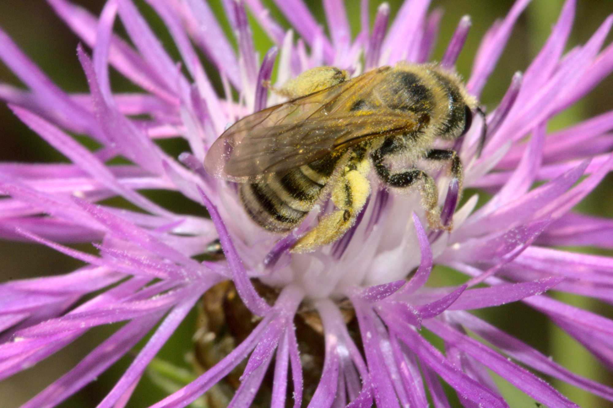 Gelbbindige Furchenbiene (Halictus scabiosae), Lokation: Deutschland | Nordrhein-Westfalen | Heinsberg | Wassenberg Kategorien: Bienen, Familie: Halictidae (Schmal- und Furchenbienen), Datum: 12.08.2020