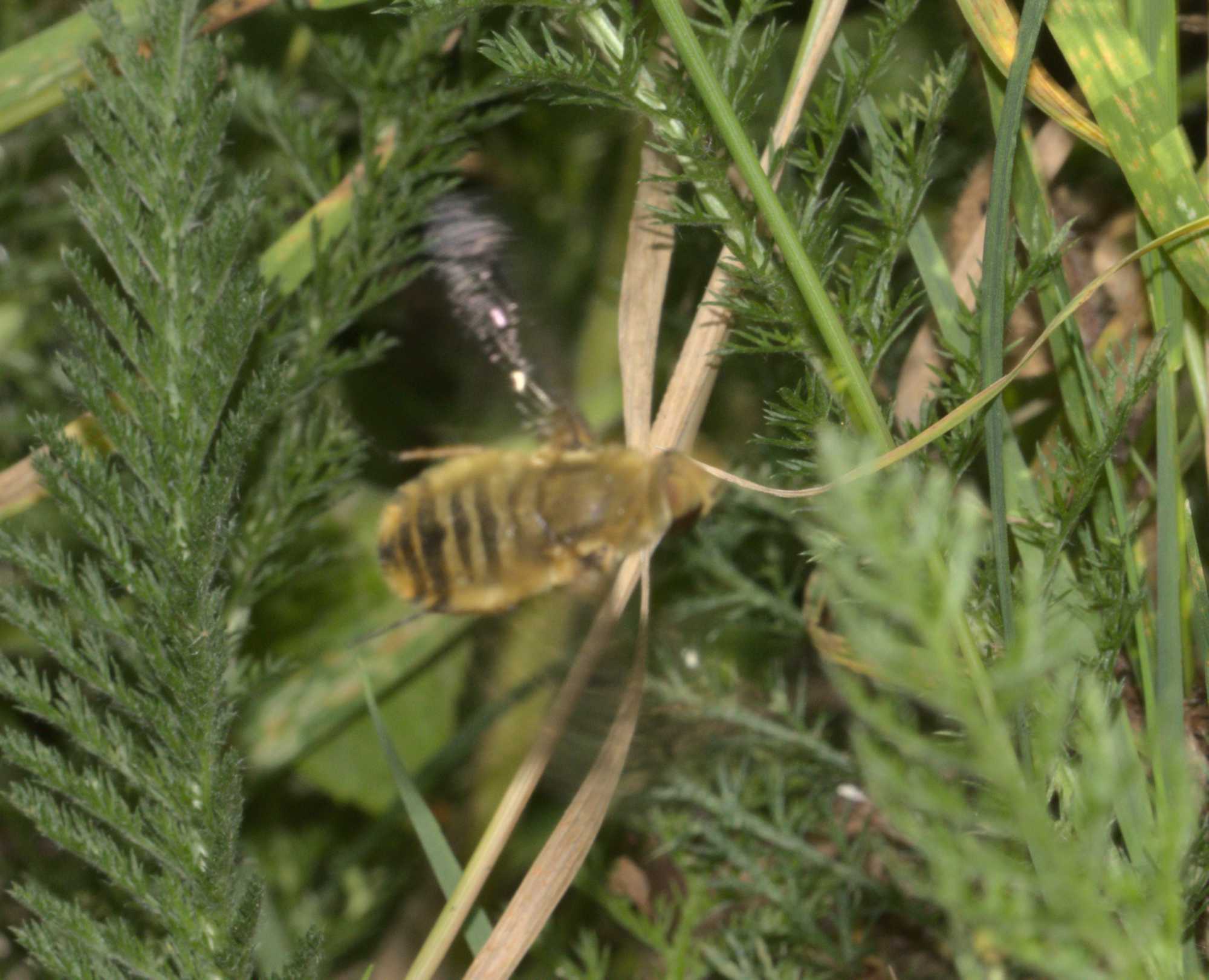 Hottentottenfliege (Villa hottentotta), Lokation: Deutschland | Nordrhein-Westfalen | Heinsberg | Wassenberg Kategorien: Insekten, Hortus rusticus, Familie: Bombyliidae (Hummelfliegen), Datum: 12.08.2020