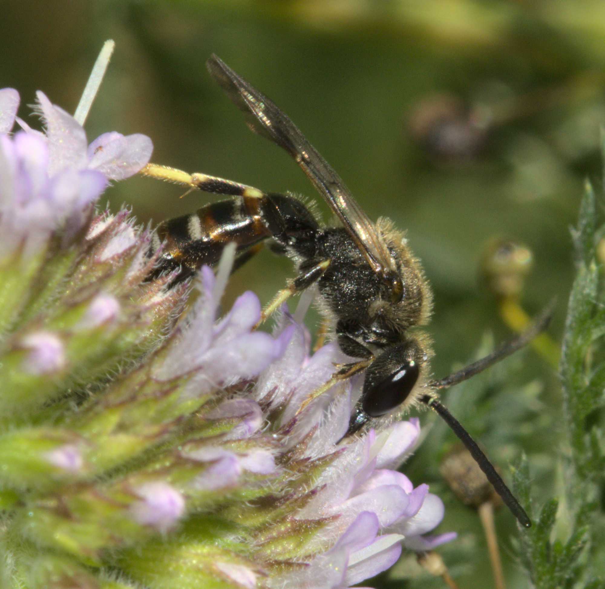 Gewöhnliche Schmalbiene (Lasioglossum calceatum), Lokation: Deutschland | Nordrhein-Westfalen | Heinsberg | Wassenberg Kategorien: Bienen, Hortus rusticus, Familie: Halictidae (Schmal- und Furchenbienen), Datum: 12.08.2020